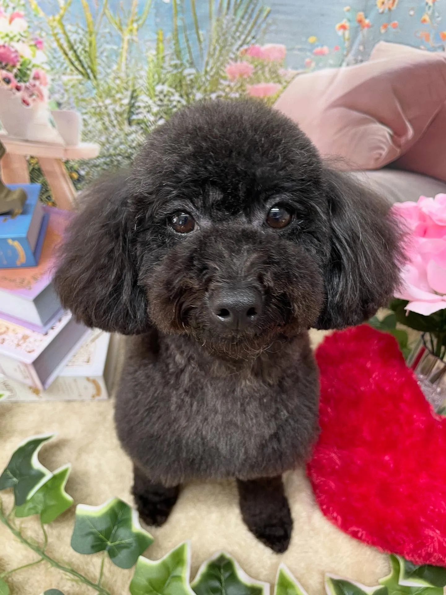 🍃今日のトリミング🍃プードル🐶｜名東区・千種区・守山区の動物...
