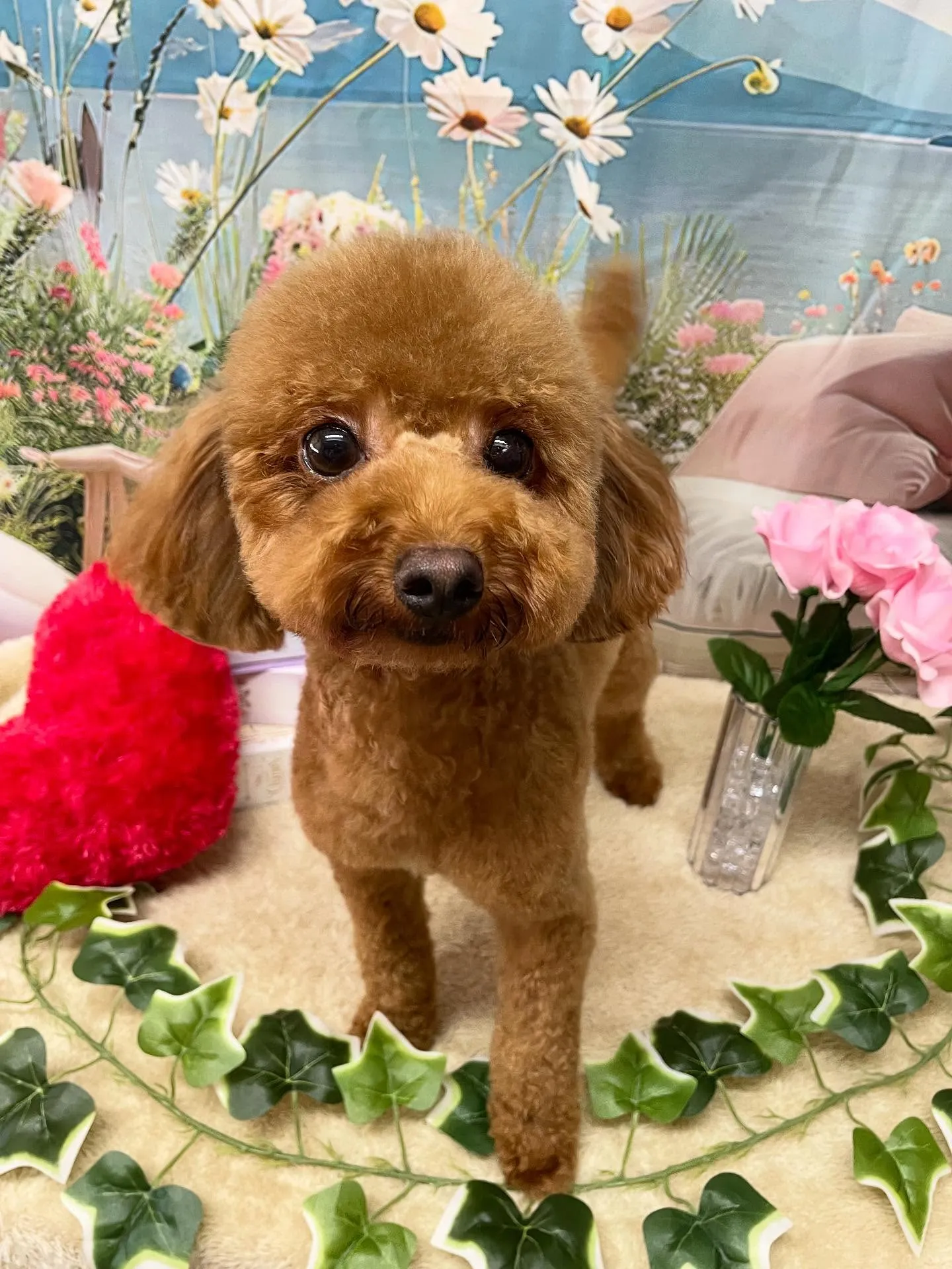 🍃今日のトリミング🍃プードル🐶ダックス🐶｜名東区・千種区・守...