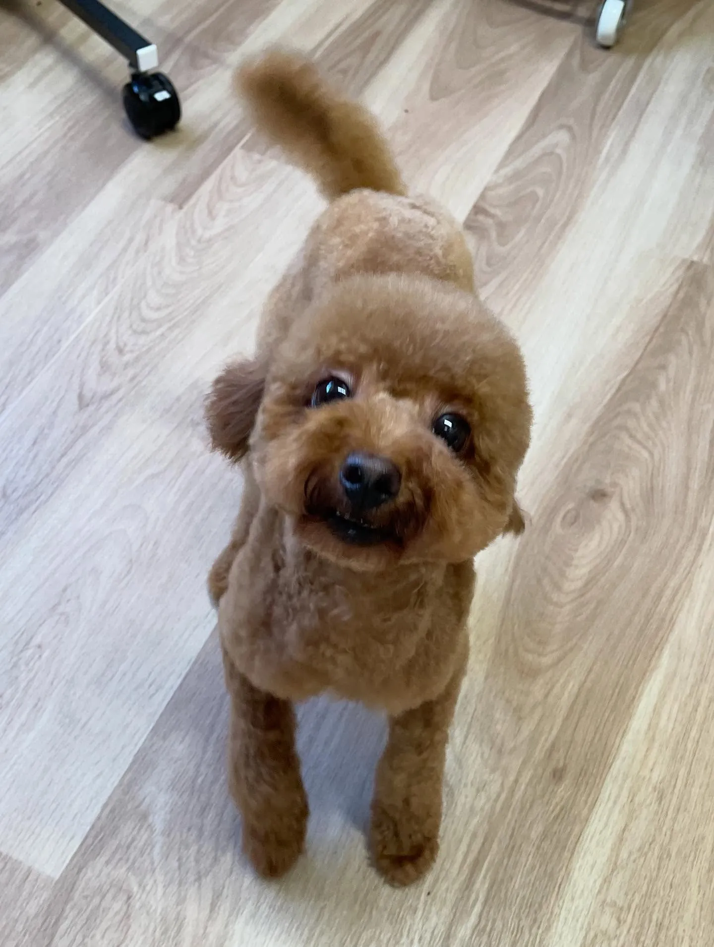 🍃今日のトリミング🍃プードル🐶ダックス🐶｜名東区・千種区・守...