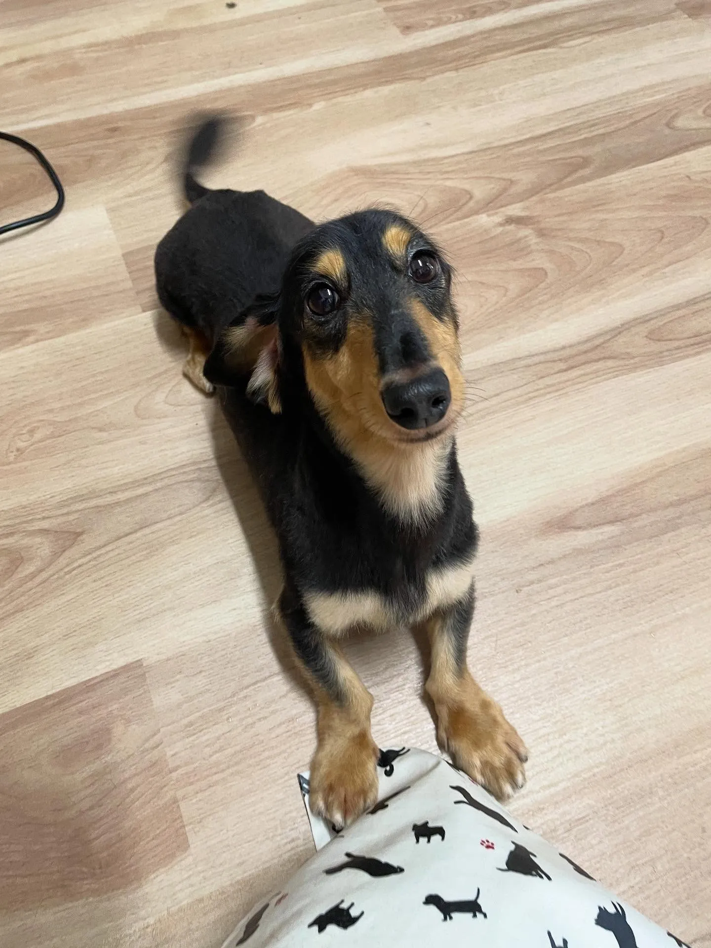 🍃今日のトリミング🍃プードル🐶ダックス🐶｜名東区・千種区・守...