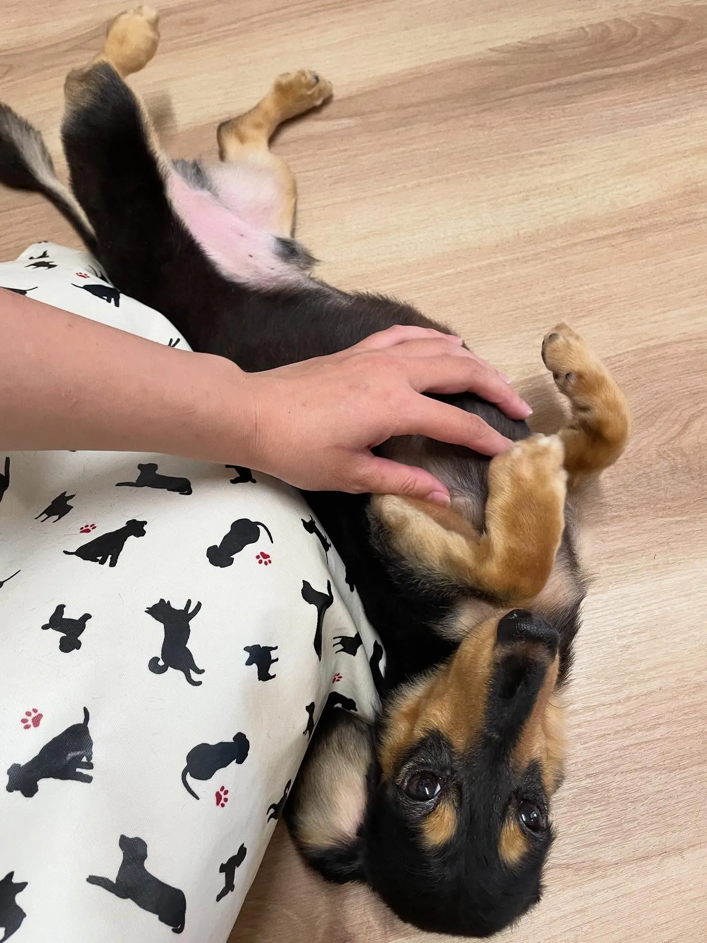 🍃今日のトリミング🍃プードル🐶ダックス🐶｜名東区・千種区・守...