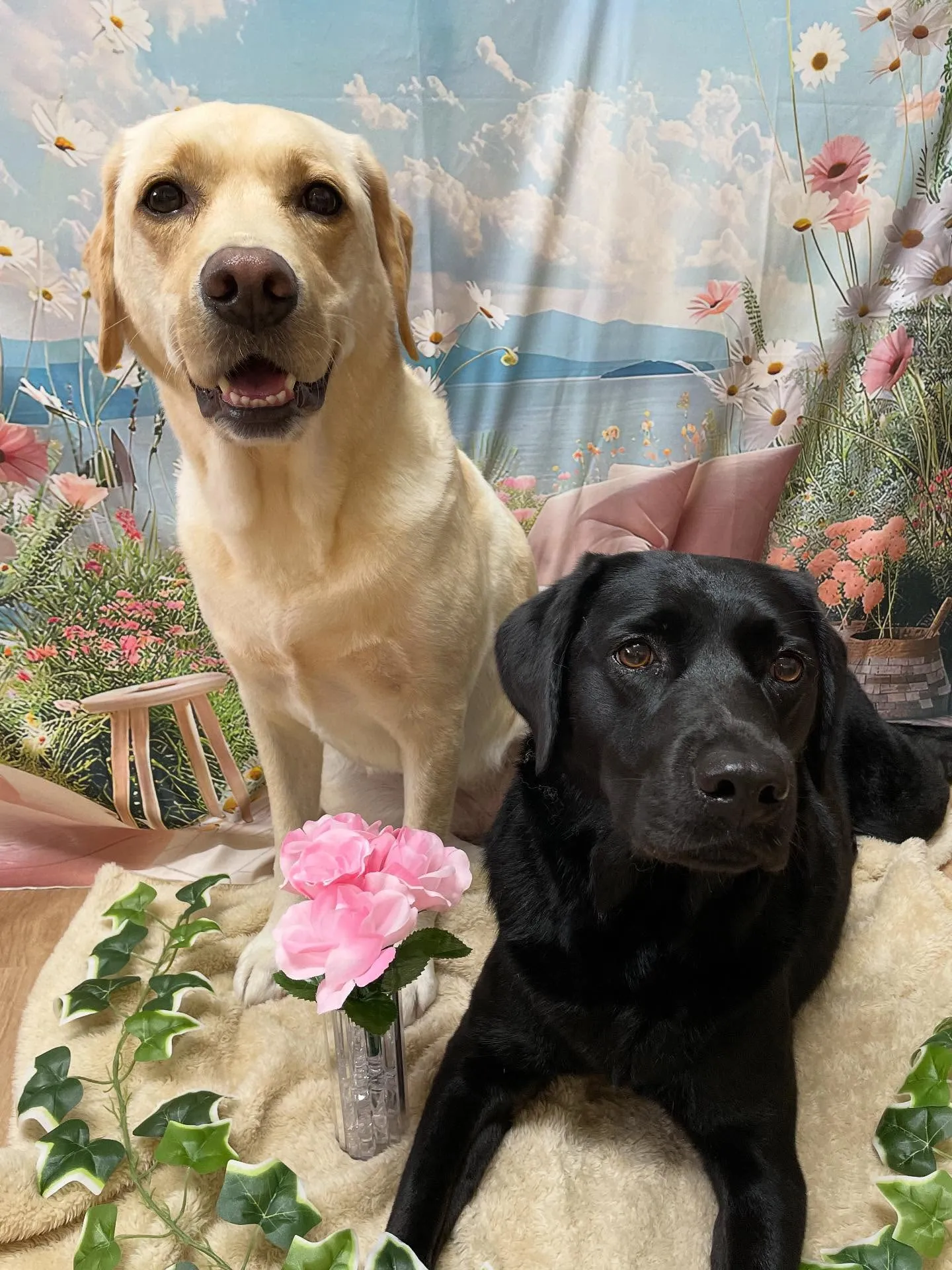 🍃今日のトリミング🍃ラブラドールレトリバー🐶｜名東区・千種区...