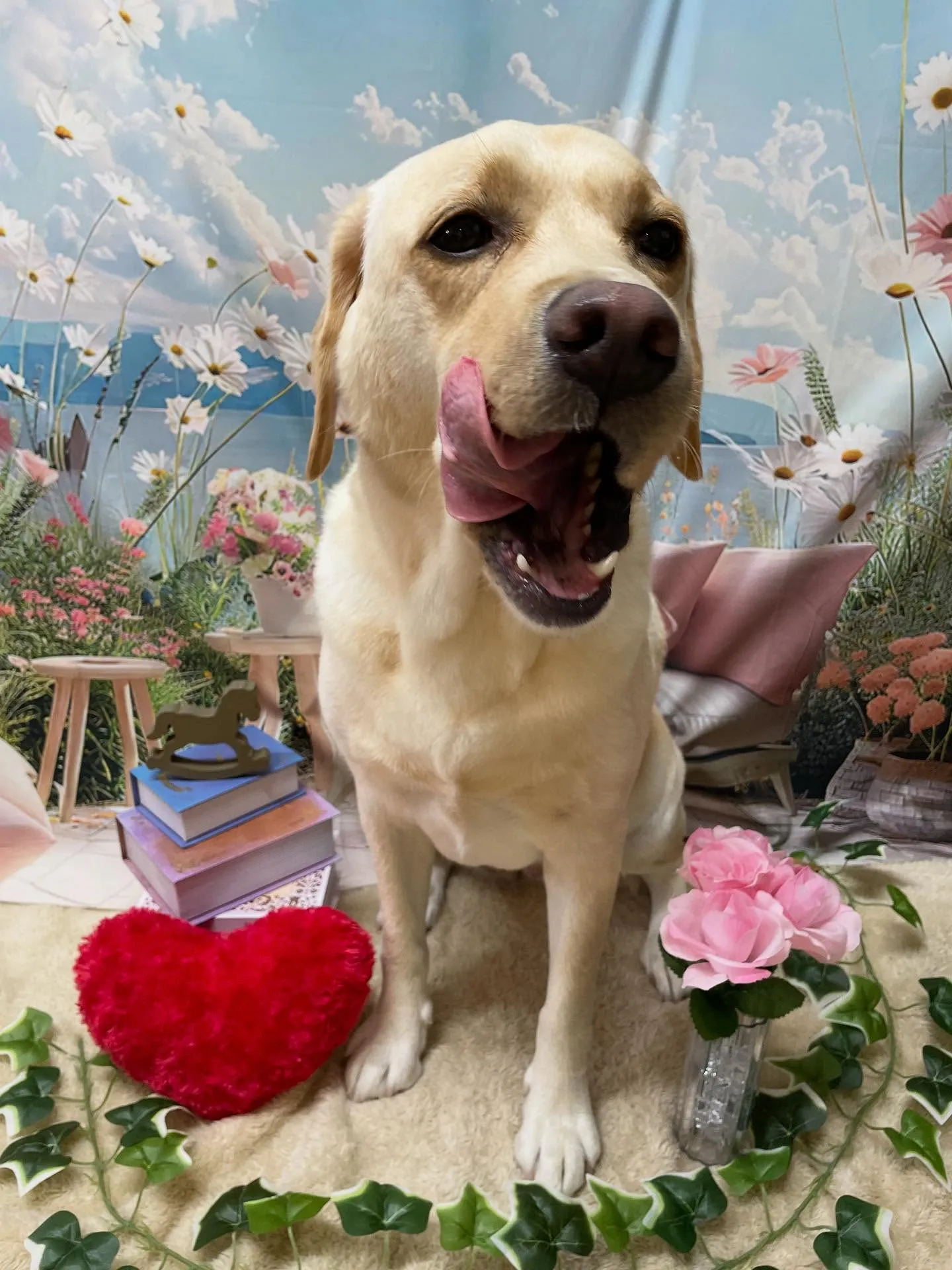 🍃今日のトリミング🍃ラブラドールレトリバー🐶｜名東区・千種区...