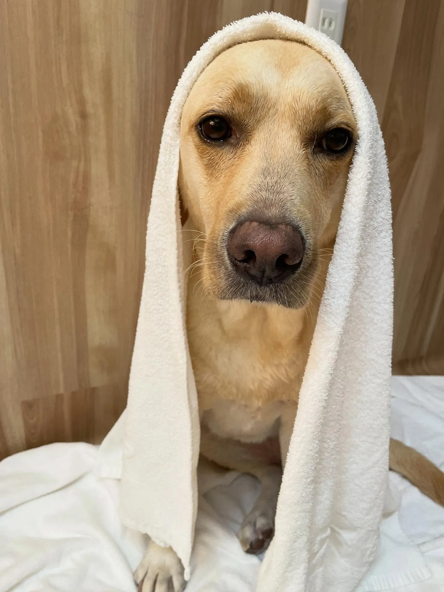 🍃今日のトリミング🍃ラブラドールレトリバー🐶｜名東区・千種区...