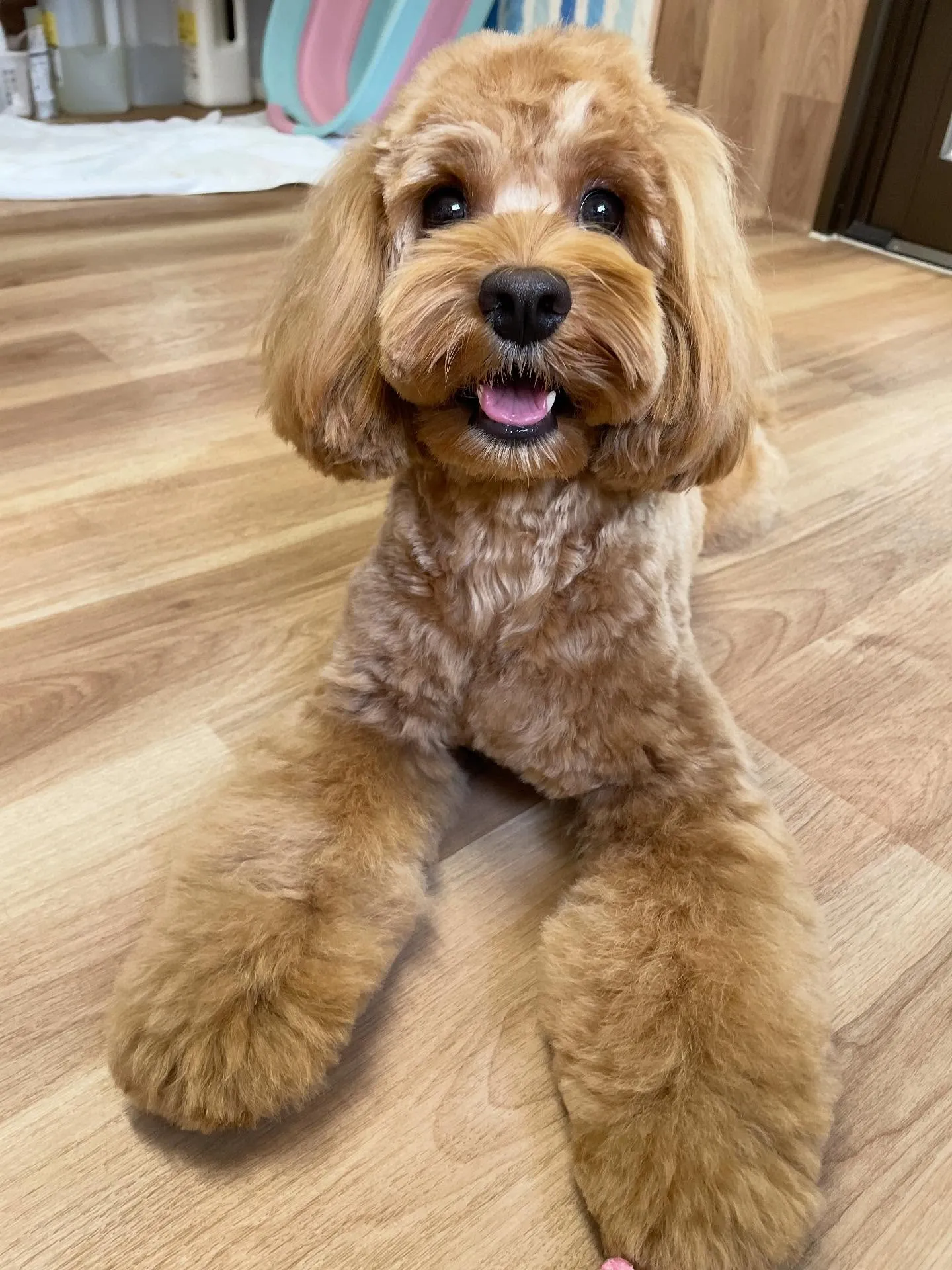 🍃今日のトリミング🍃ミックス犬🐶｜名東区・千種区・守山区の動...