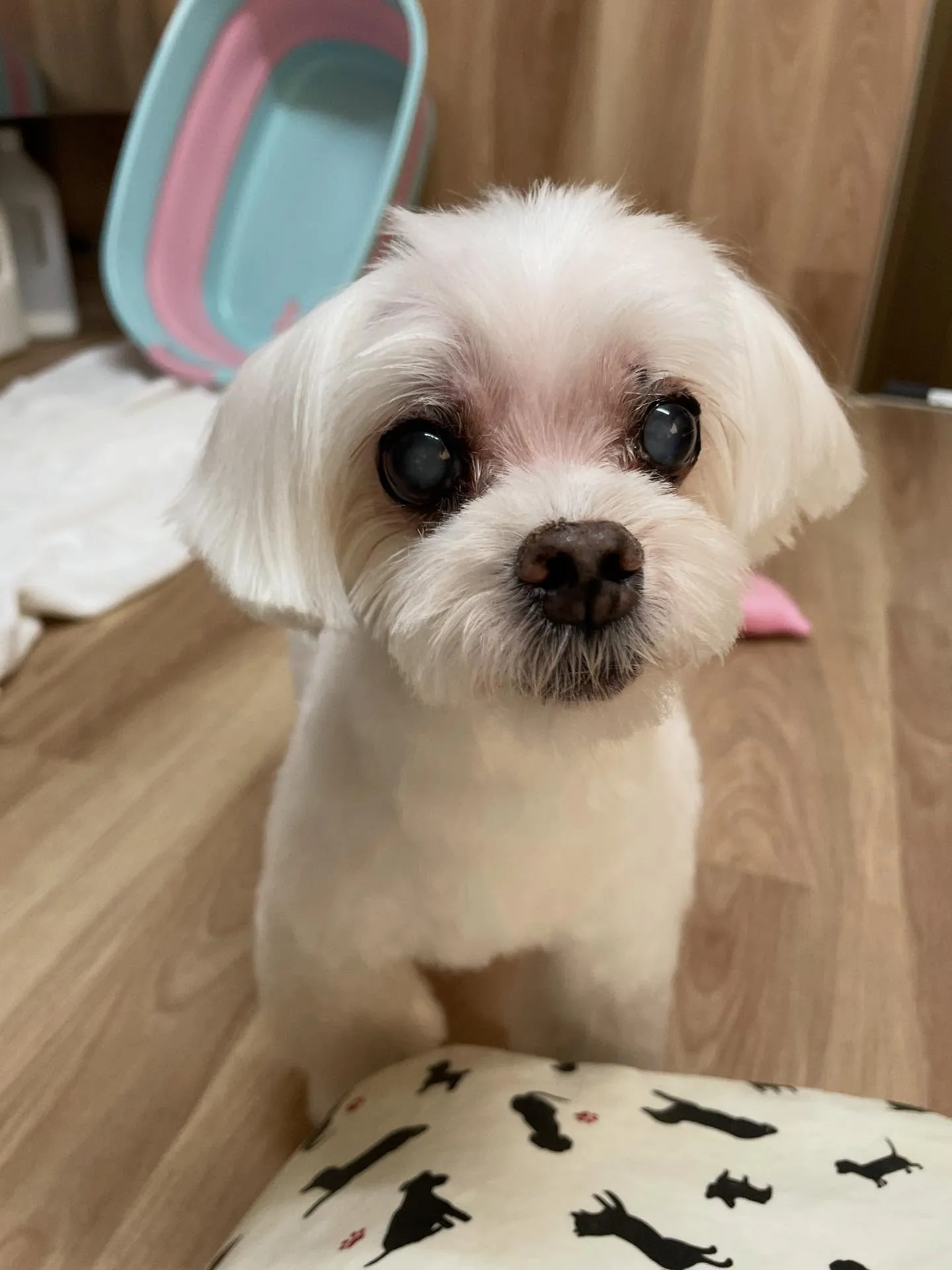 🍃今日のトリミング🍃マルチーズ🐶｜名東区・千種区・守山区の動...