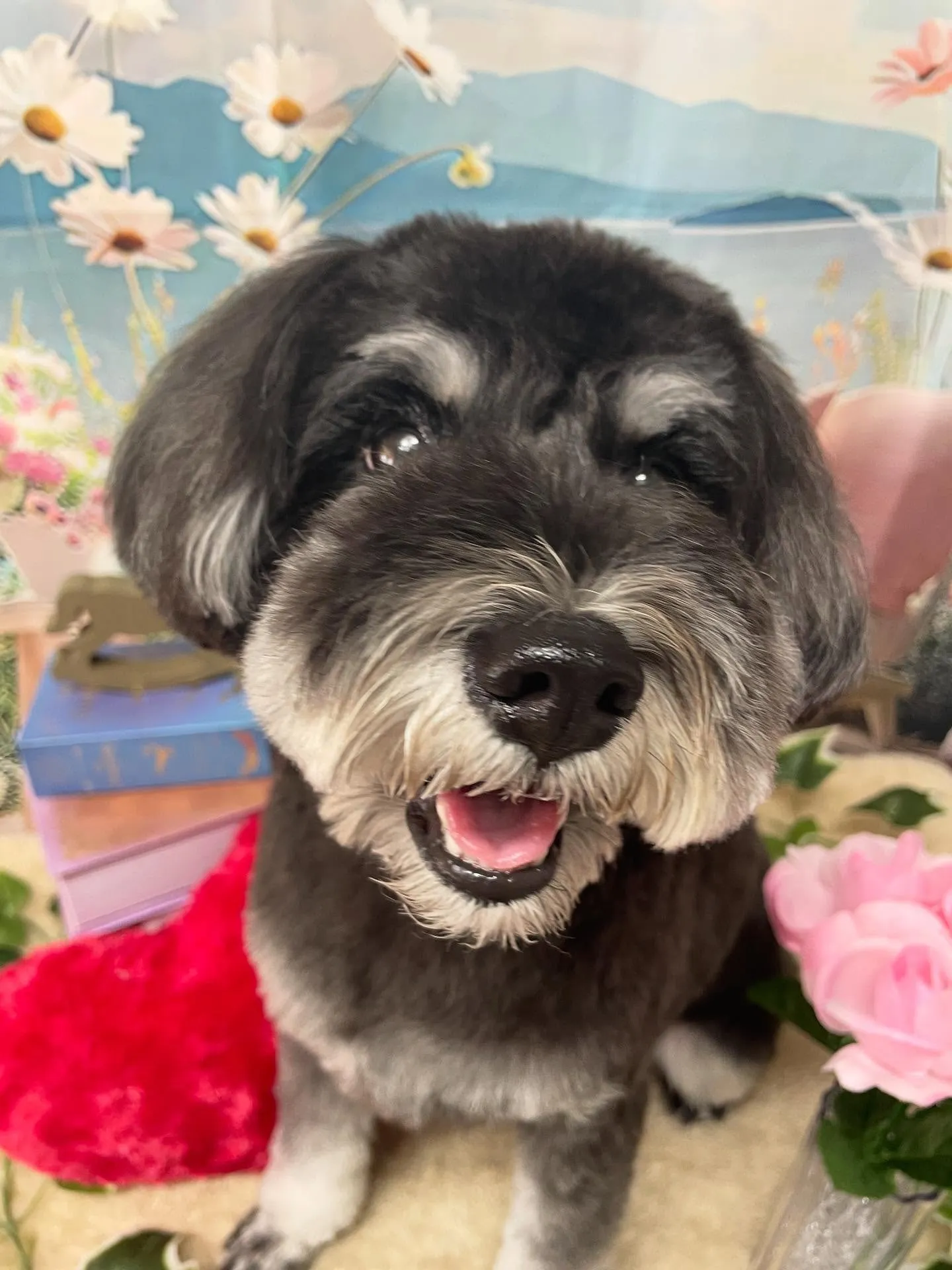 🍃今日のトリミング🍃シュナウザー🐶｜名東区・千種区・守山区の...