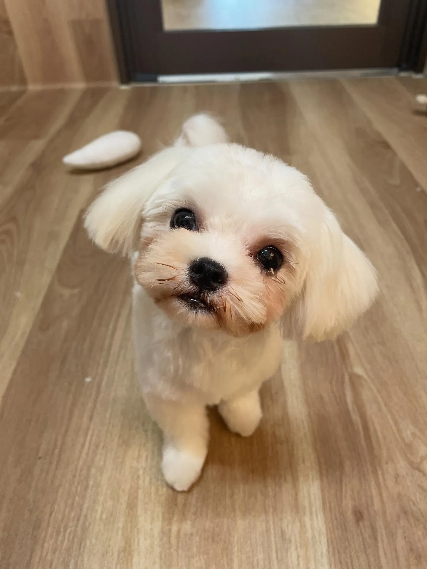 🍃今日のトリミング🍃マルチーズ🐶｜名東区・千種区・守山区の動...