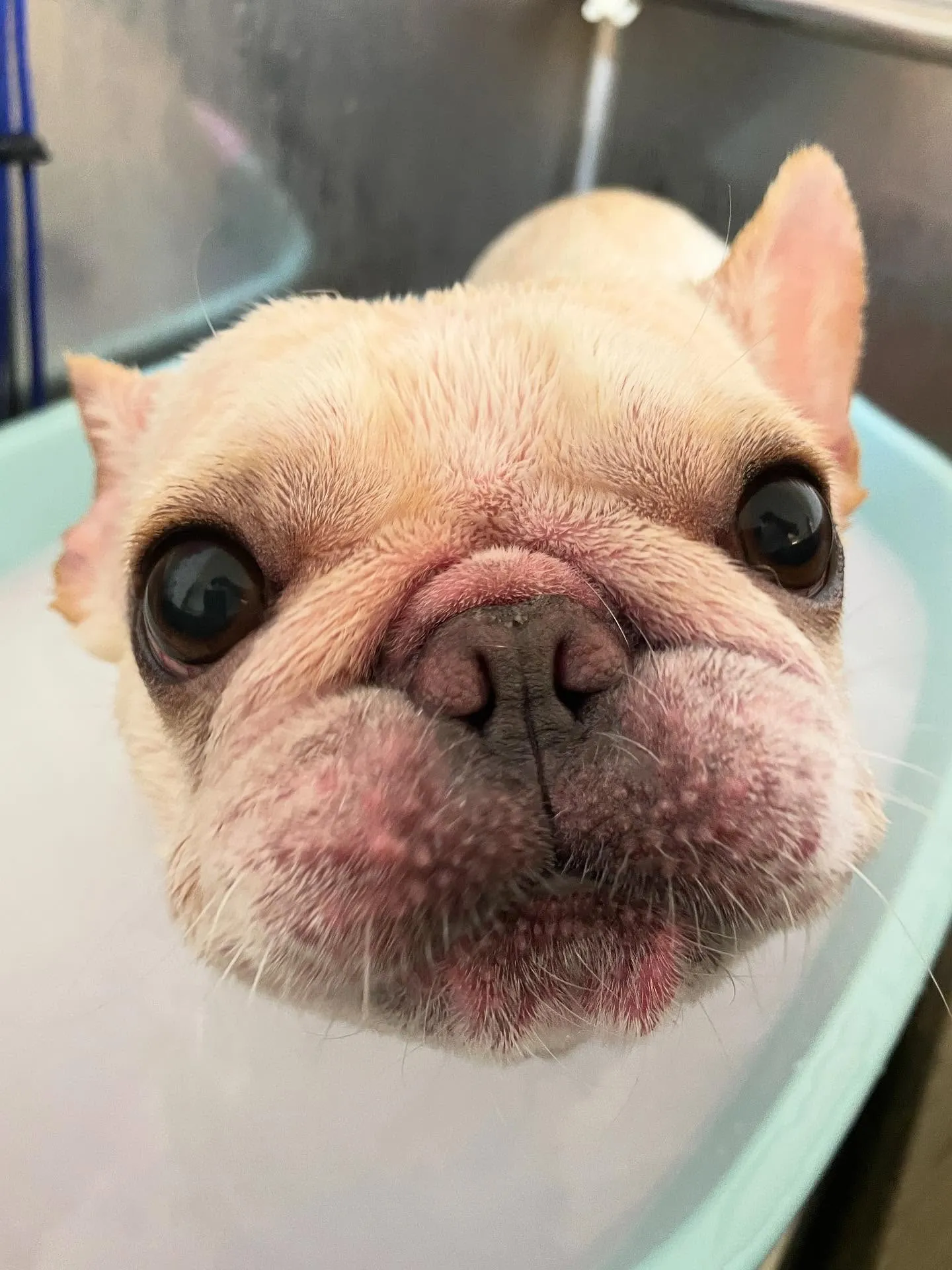 🍃今日のトリミング🍃フレンチブルドッグ🐶｜名東区・千種区・守...