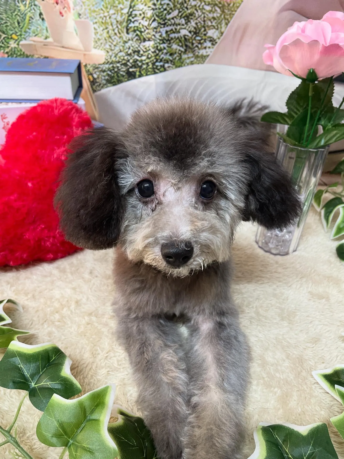 🍃今日のトリミング🍃ミックス犬🐶｜名東区・千種区・守山区の動...