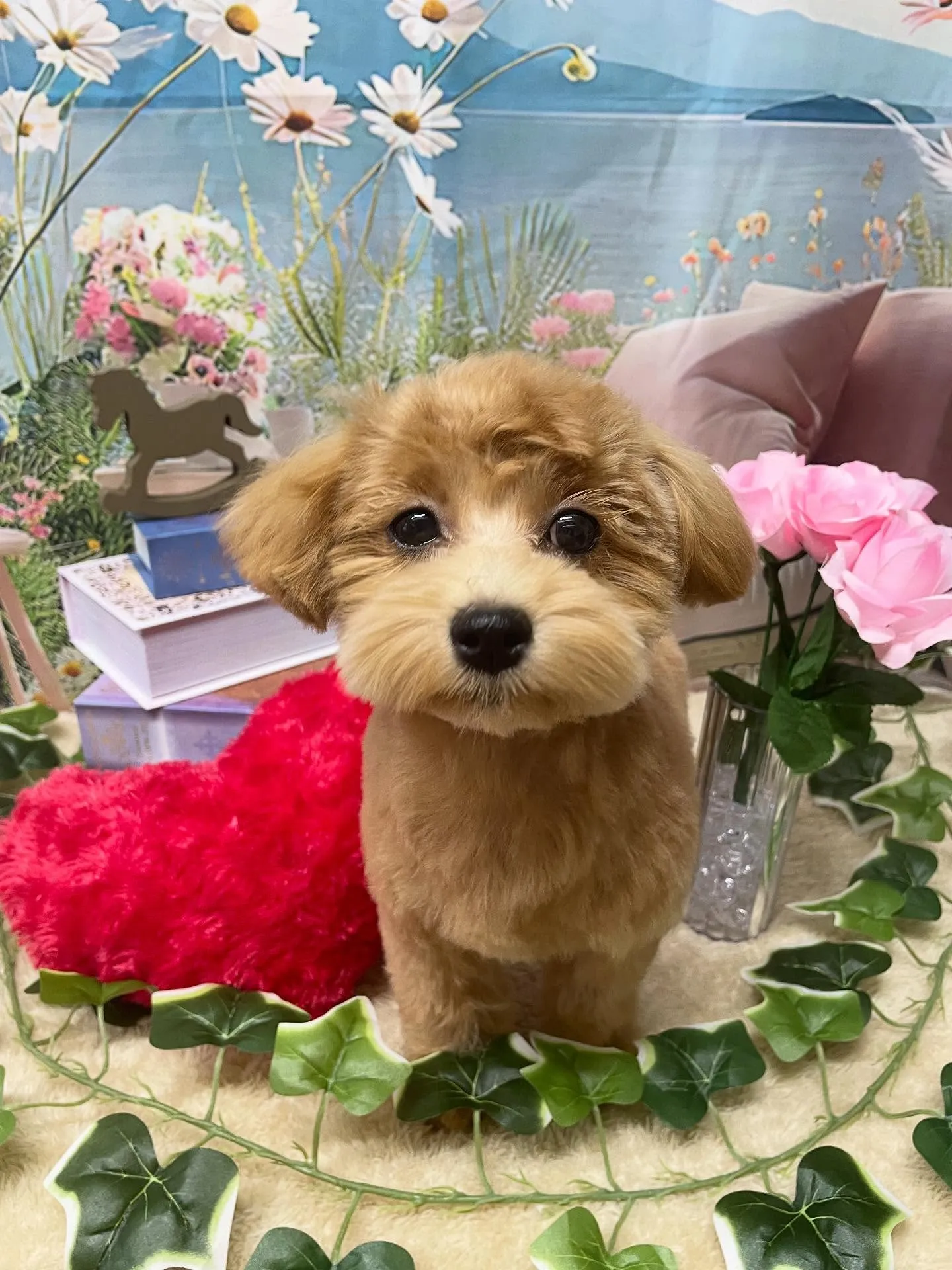 🍃今日のトリミング🍃ミックス犬🐶｜名東区・千種区・守山区の動...
