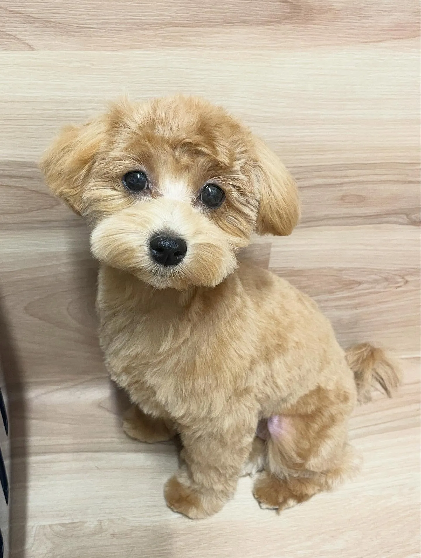🍃今日のトリミング🍃ミックス犬🐶｜名東区・千種区・守山区の動...