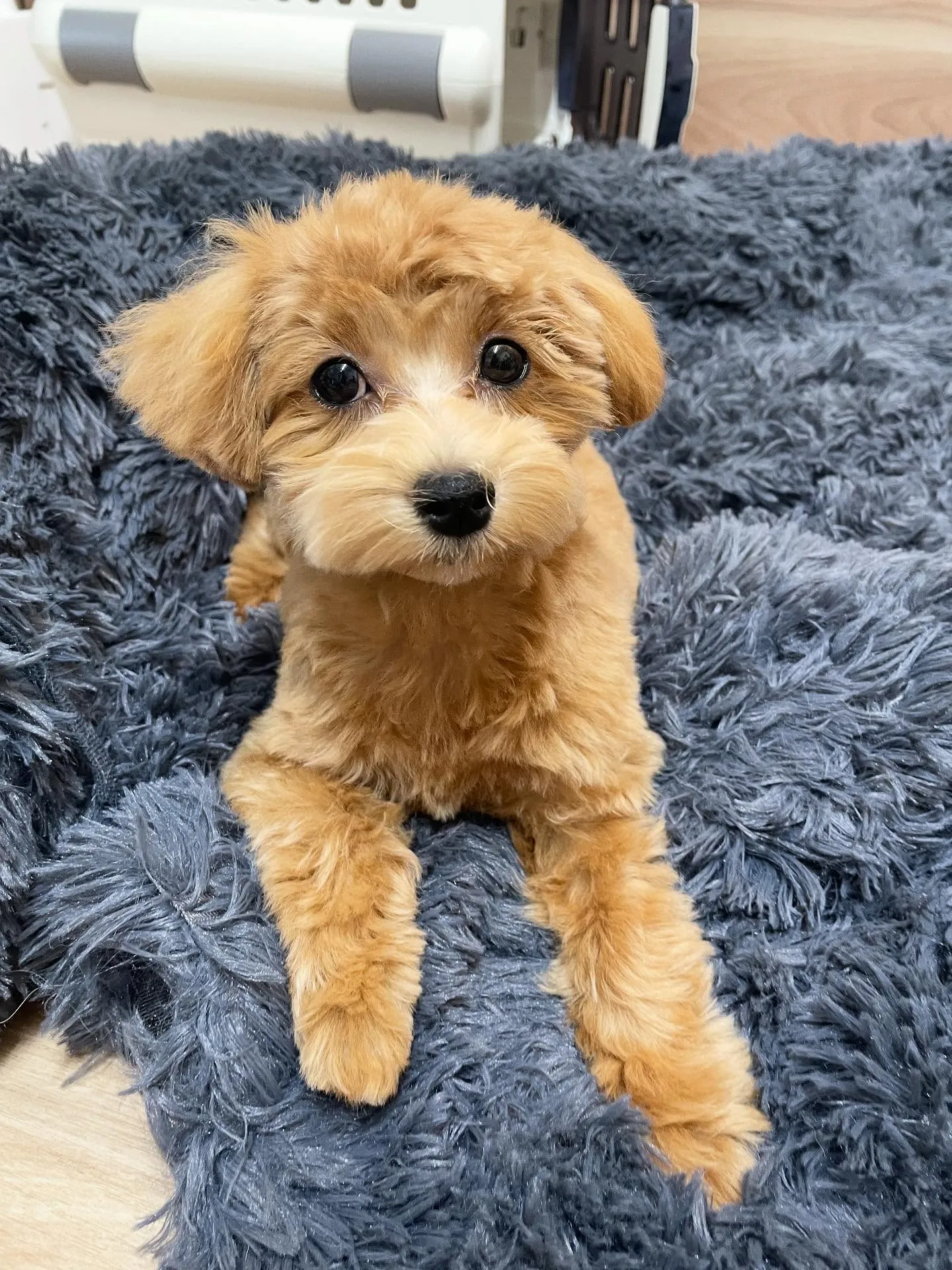 🍃今日のトリミング🍃ミックス犬🐶｜名東区・千種区・守山区の動...