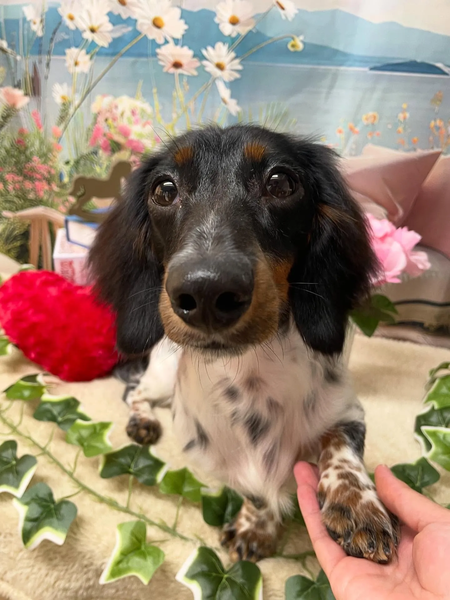 🍃今日のトリミング🍃ダックス🐶|名東区・千種区・守山区の動物...