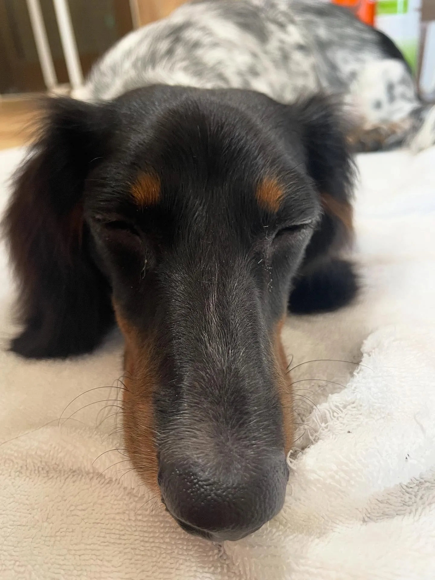 🍃今日のトリミング🍃ダックス🐶|名東区・千種区・守山区の動物...