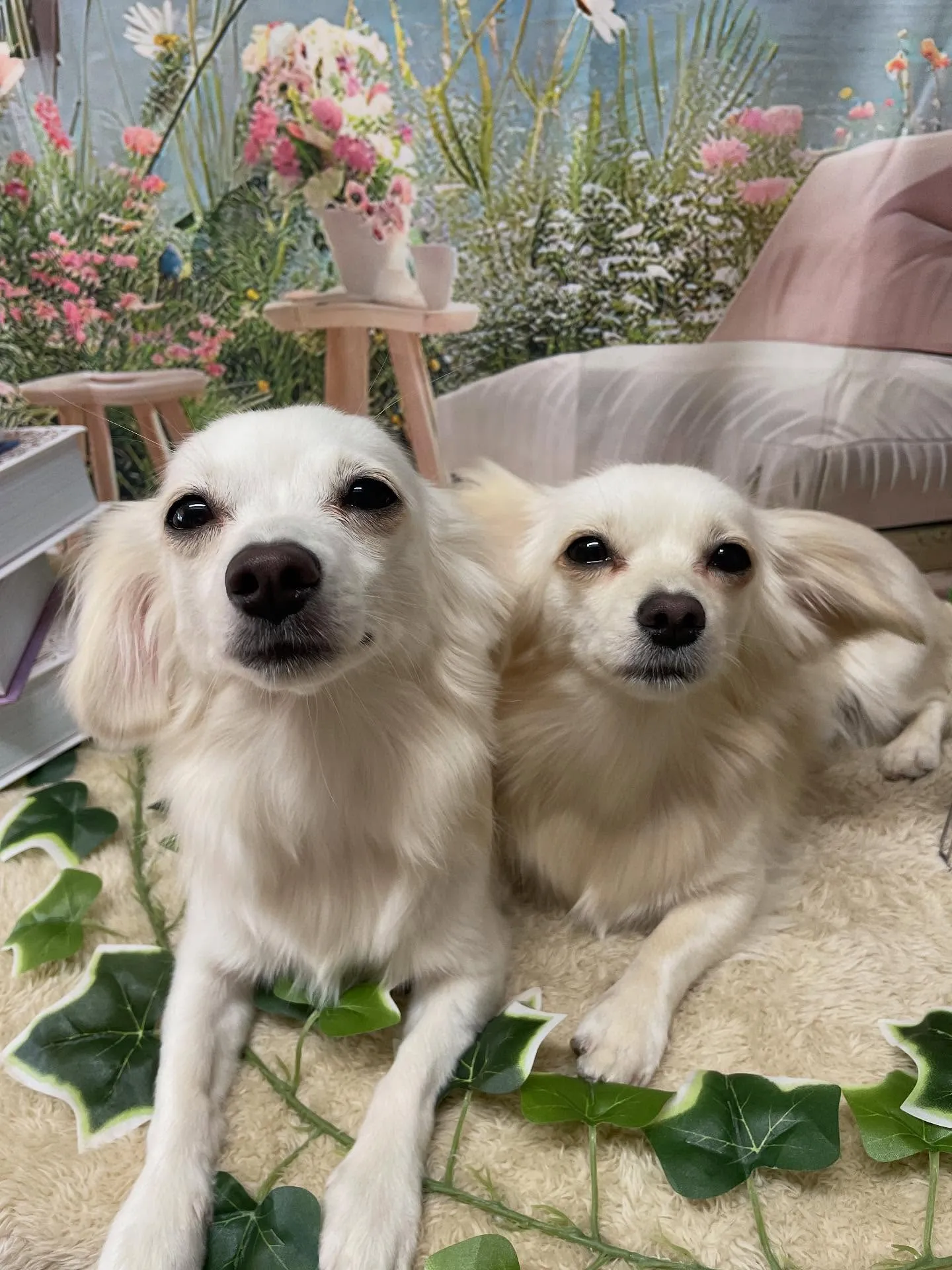 🍃今日のトリミング🍃ミックス犬🐶｜名東区・千種区・守山区の動...