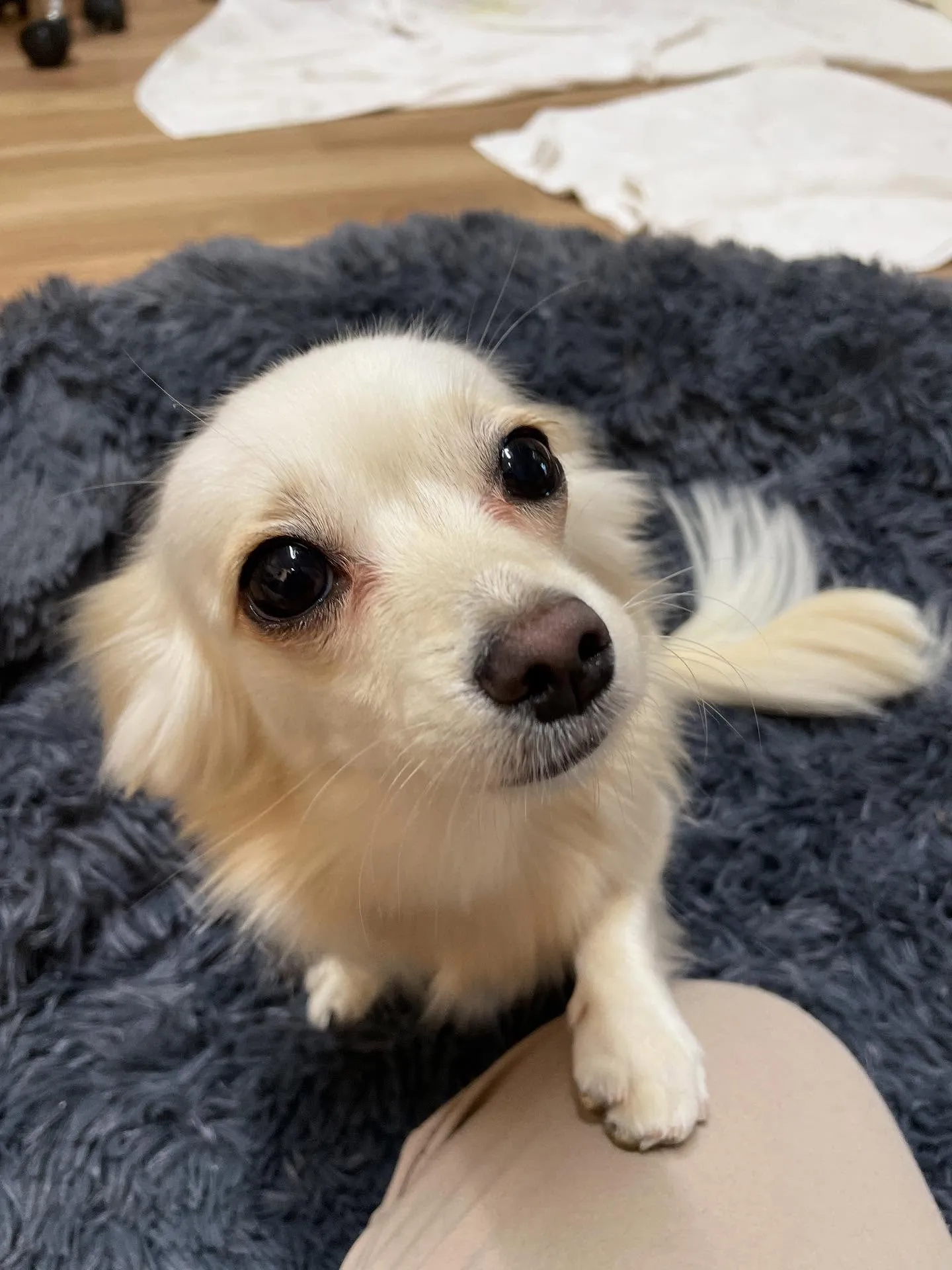 🍃今日のトリミング🍃ミックス犬🐶｜名東区・千種区・守山区の動...