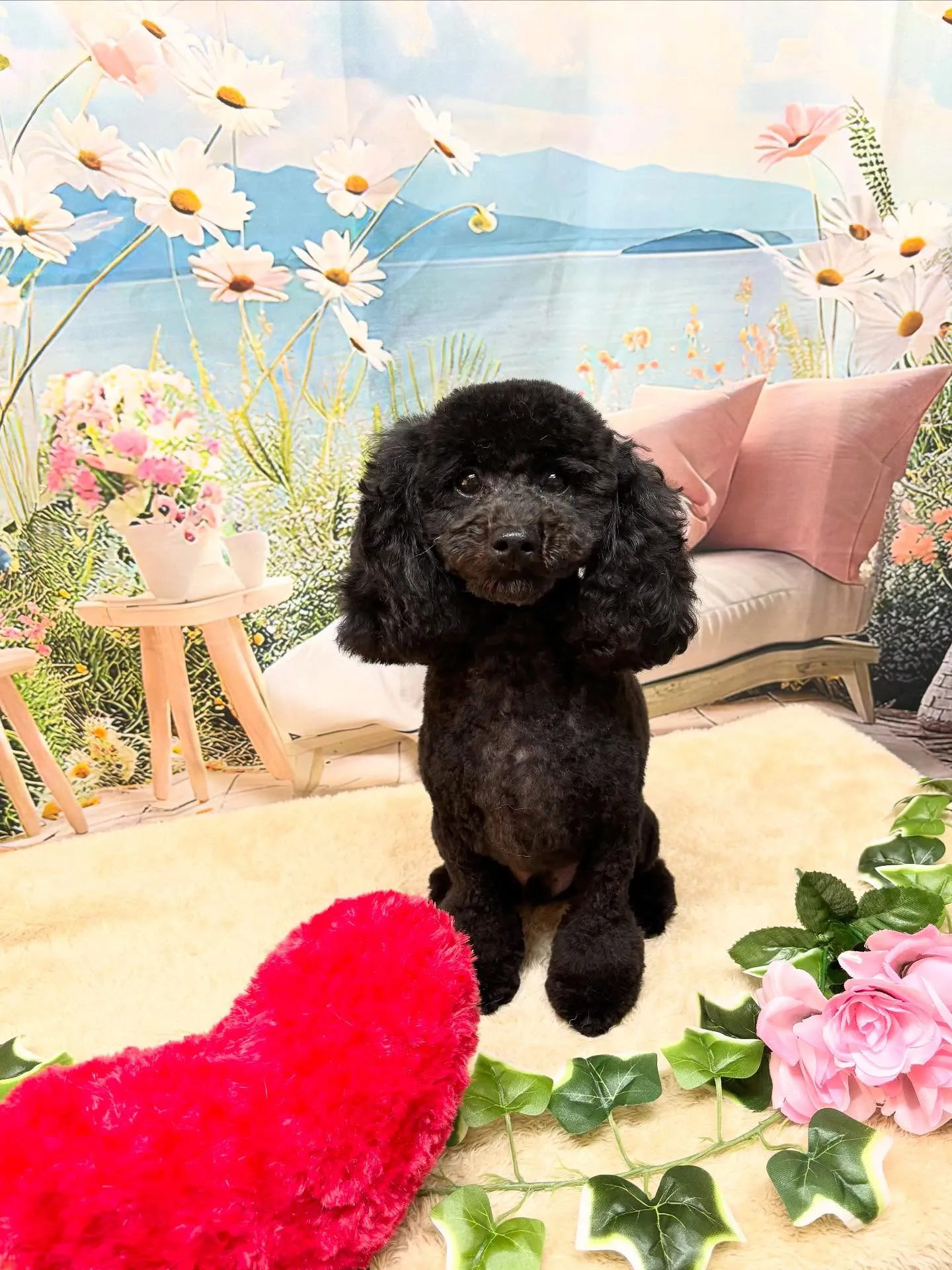 🍃今日のトリミング🍃トイプードル🐶｜名東区・千種区・守山区の...