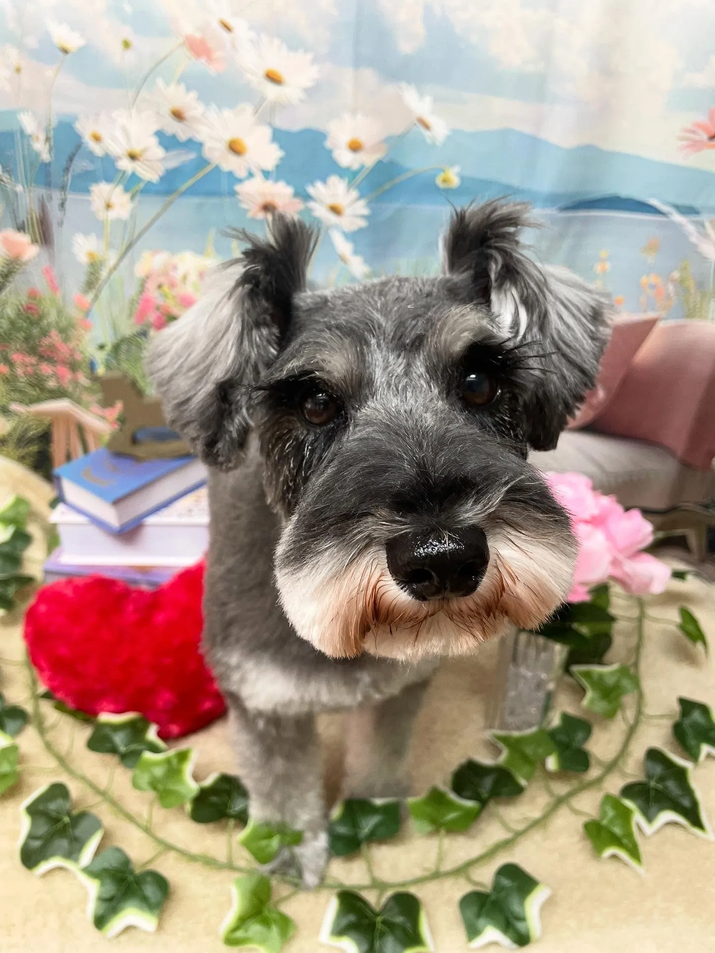 🍃今日のトリミング🍃シュナウザー🐶柴犬🐶プードル🐶｜名東区・...