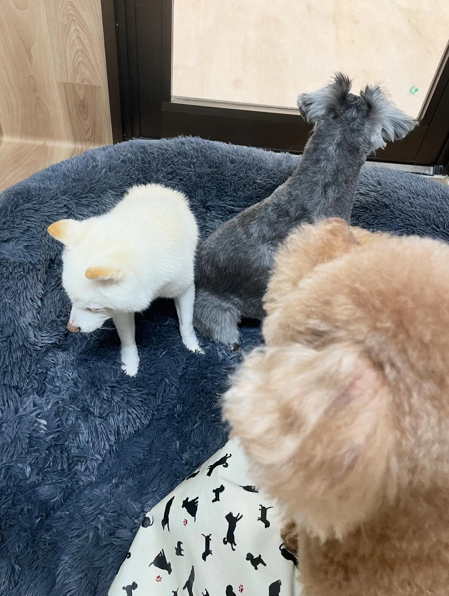 🍃今日のトリミング🍃シュナウザー🐶柴犬🐶プードル🐶｜名東区・...