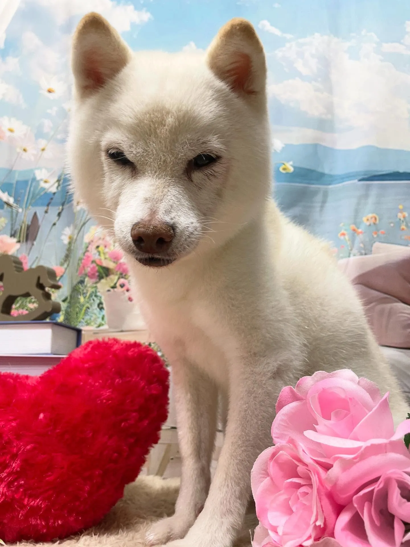 🍃今日のトリミング🍃シュナウザー🐶柴犬🐶プードル🐶｜名東区・...