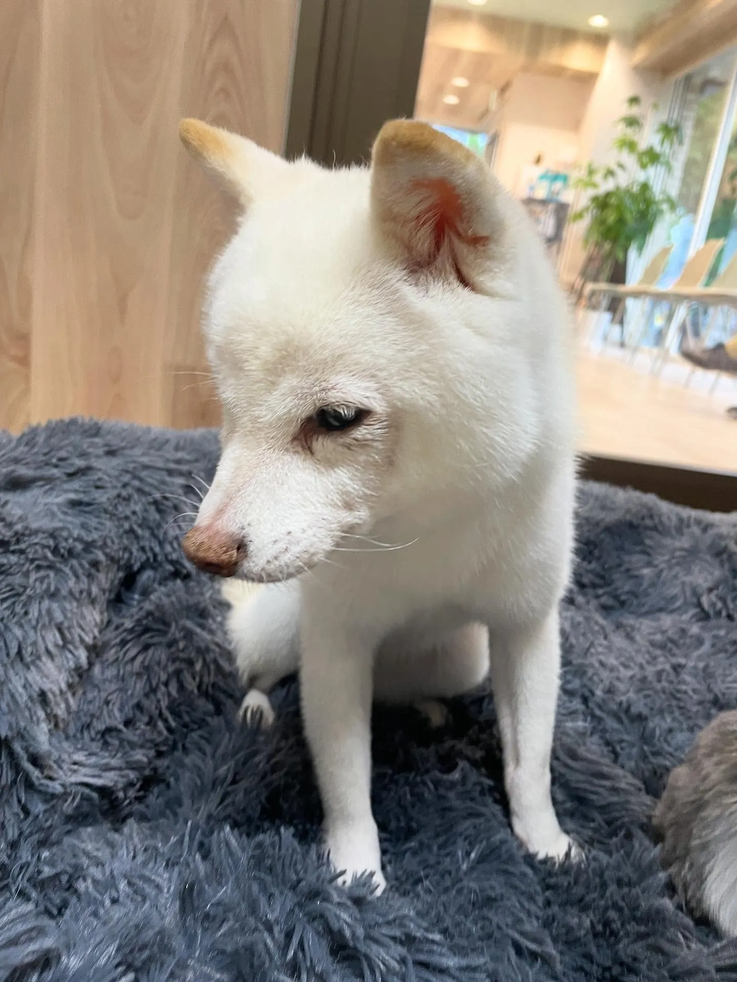 🍃今日のトリミング🍃シュナウザー🐶柴犬🐶プードル🐶｜名東区・...