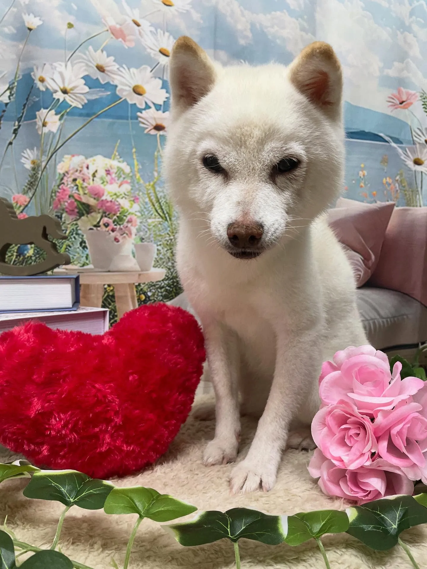 🍃今日のトリミング🍃シュナウザー🐶柴犬🐶プードル🐶｜名東区・...
