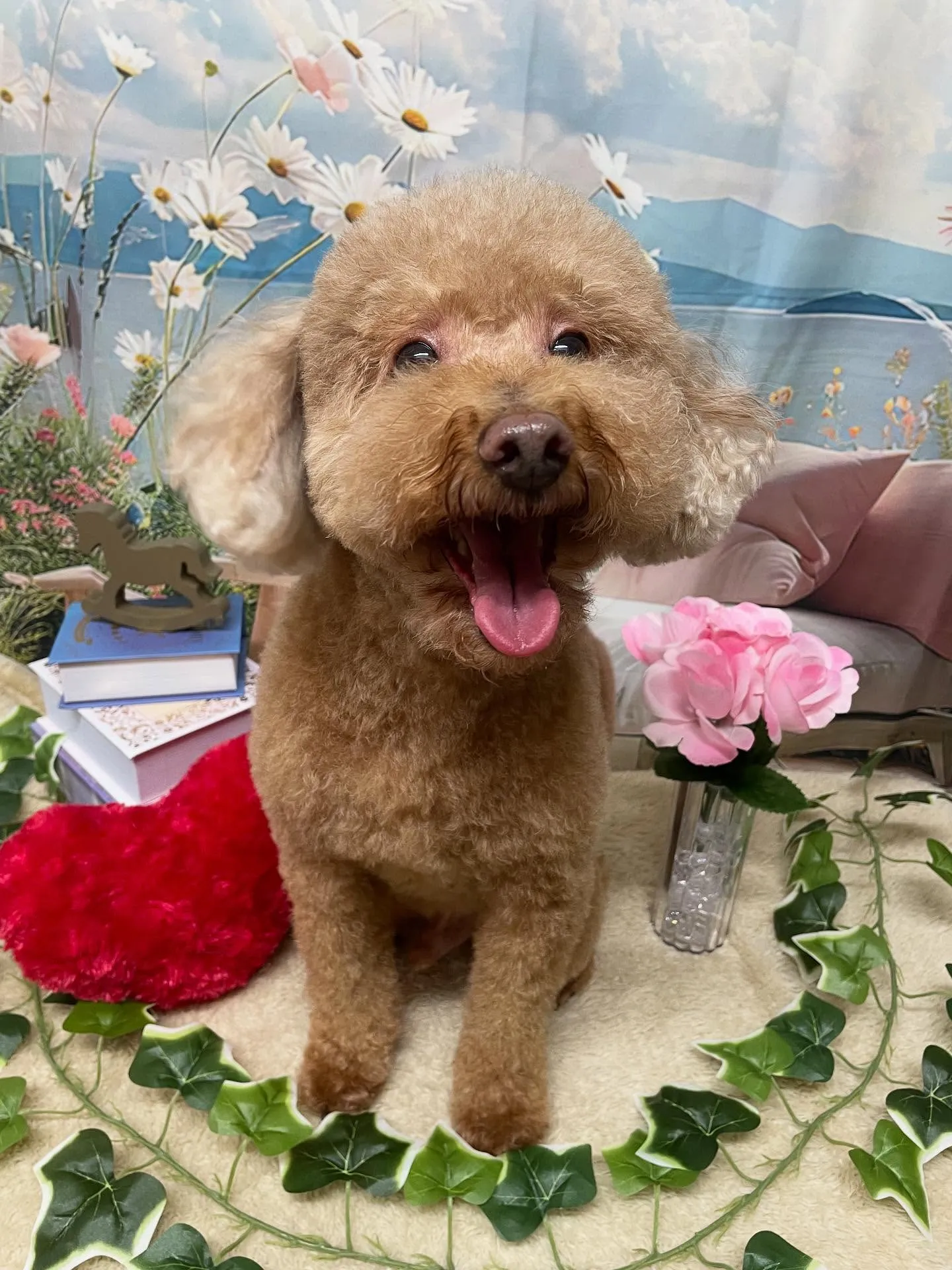 🍃今日のトリミング🍃シュナウザー🐶柴犬🐶プードル🐶｜名東区・...