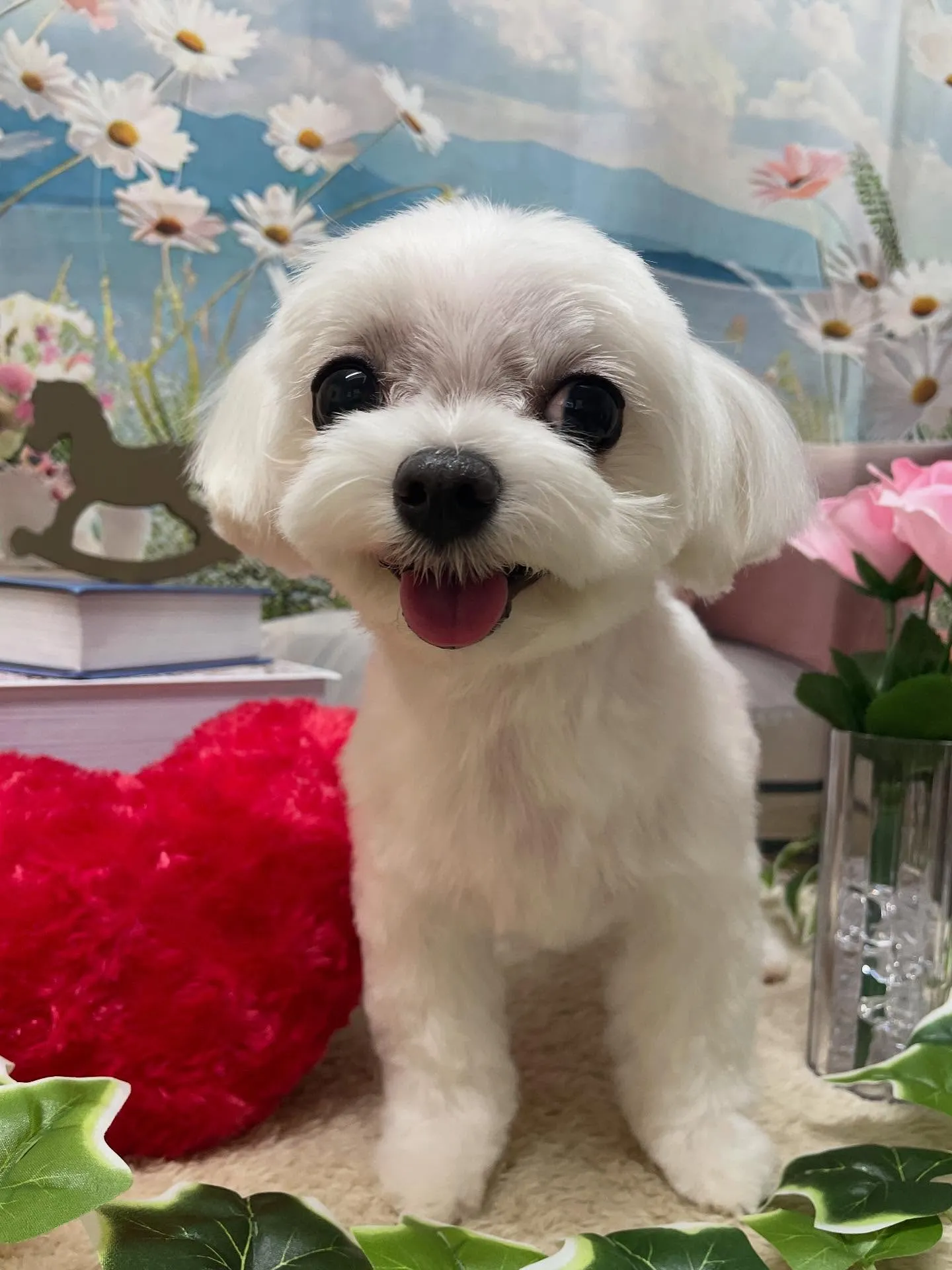 🍃今日のトリミング🍃マルチーズ🐶｜名東区・千種区・守山区の動...