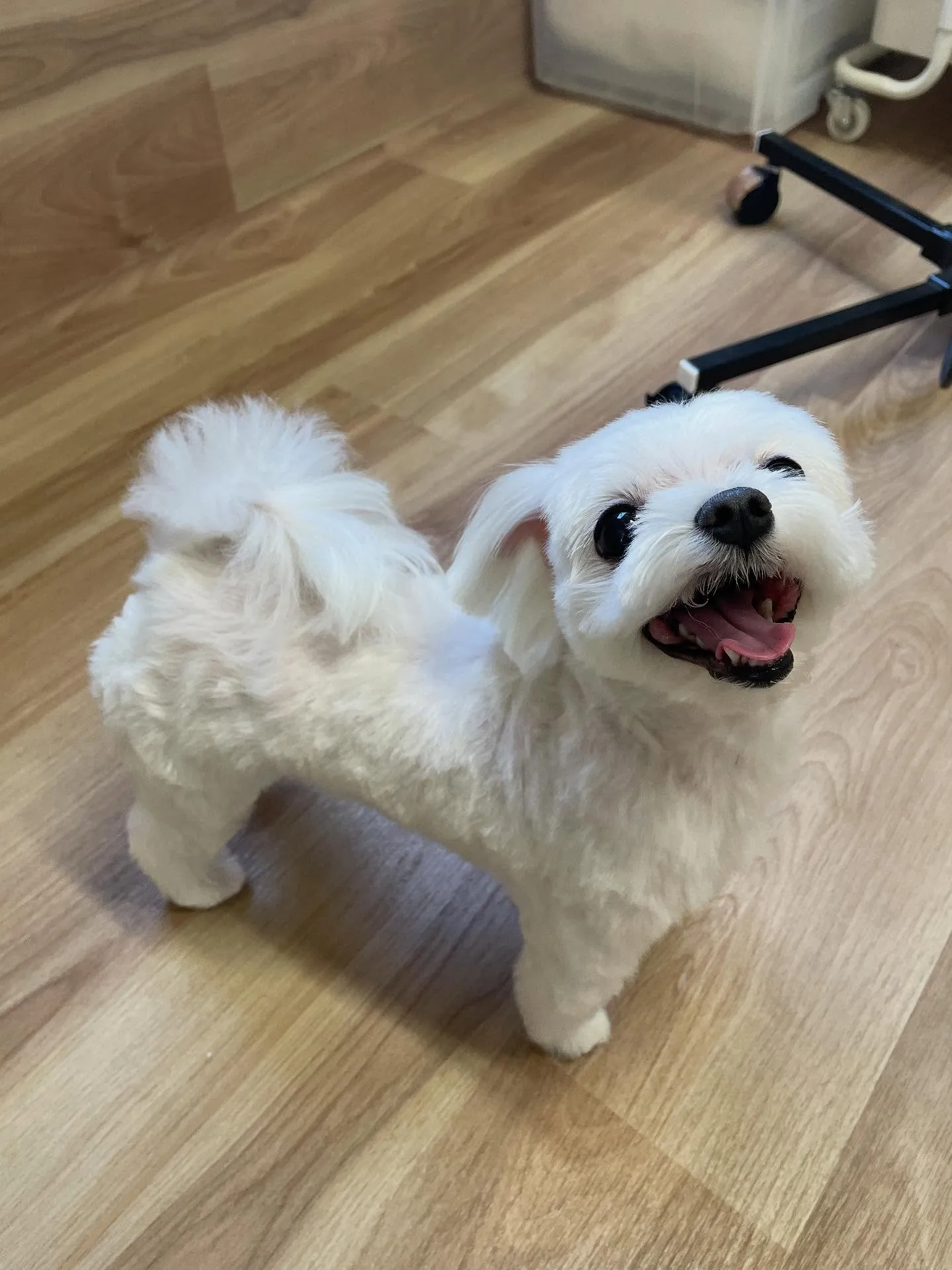 🍃今日のトリミング🍃マルチーズ🐶｜名東区・千種区・守山区の動...
