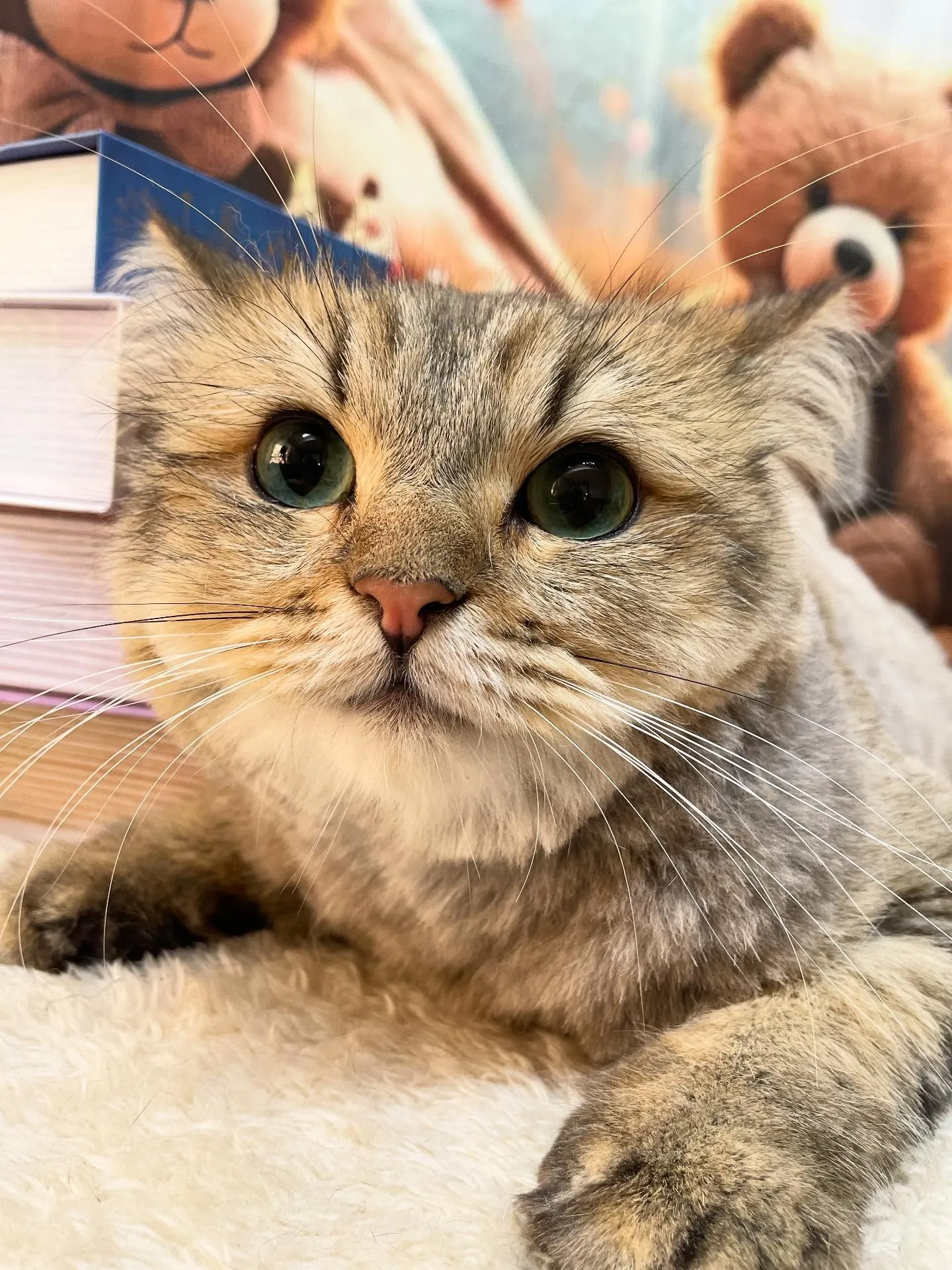 🍃今日のトリミング🍃ラガマフィン🐱｜名東区・千種区・守山区の...