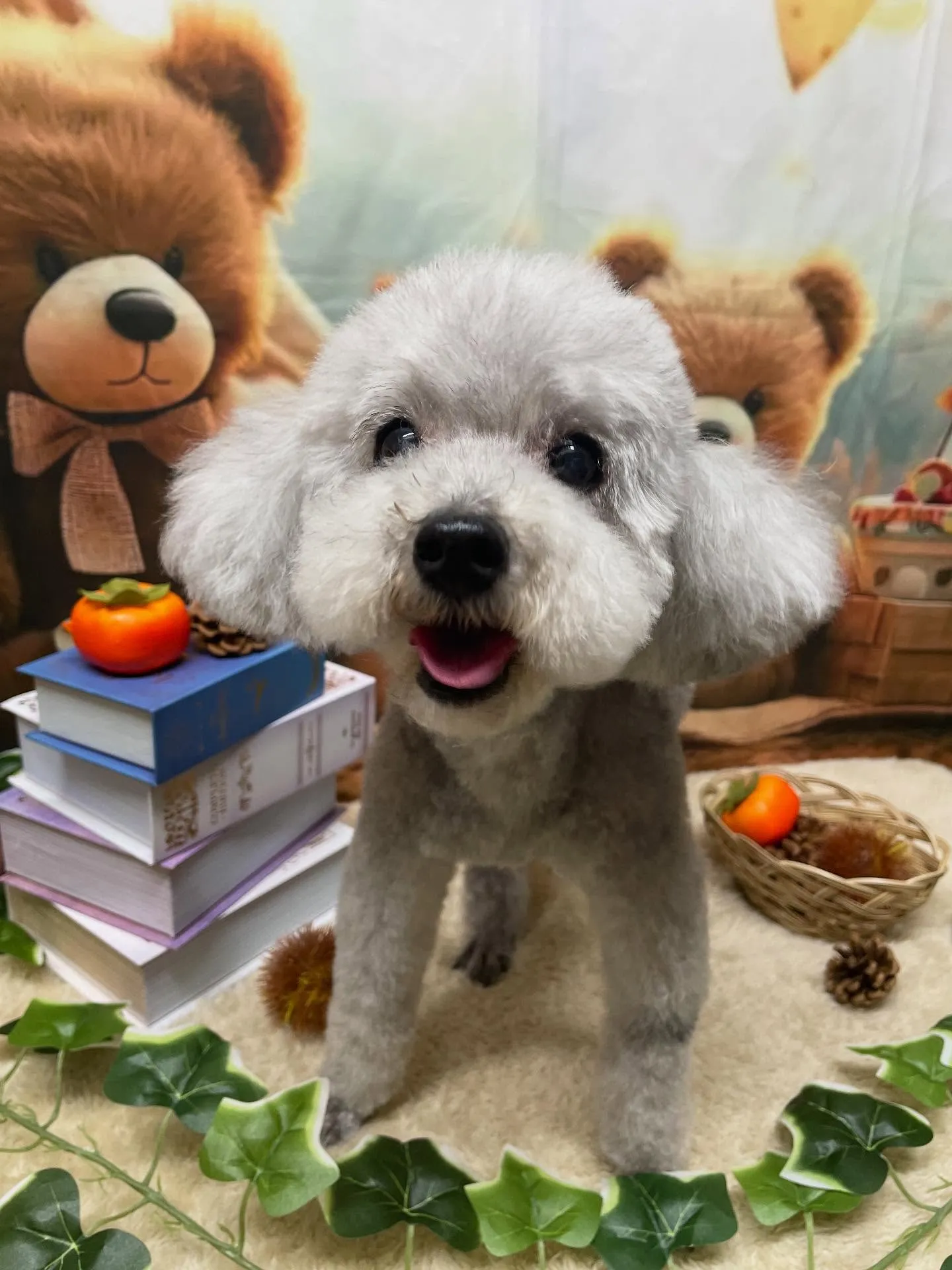 🍃今日のトリミング🍃プードル🐶｜名東区・千種区・守山区の動物...