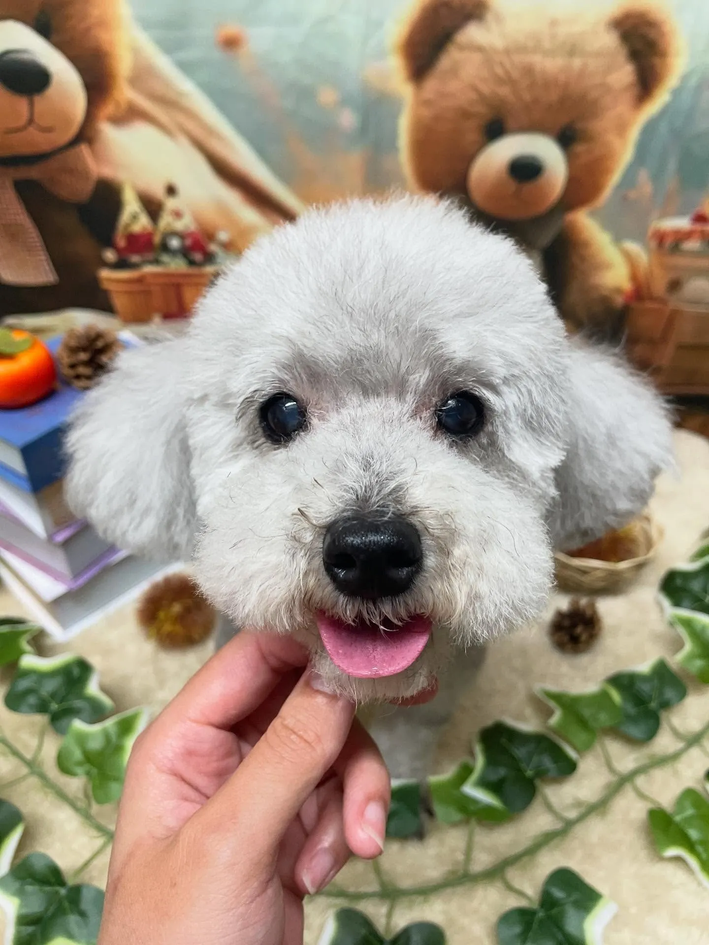 🍃今日のトリミング🍃プードル🐶｜名東区・千種区・守山区の動物...