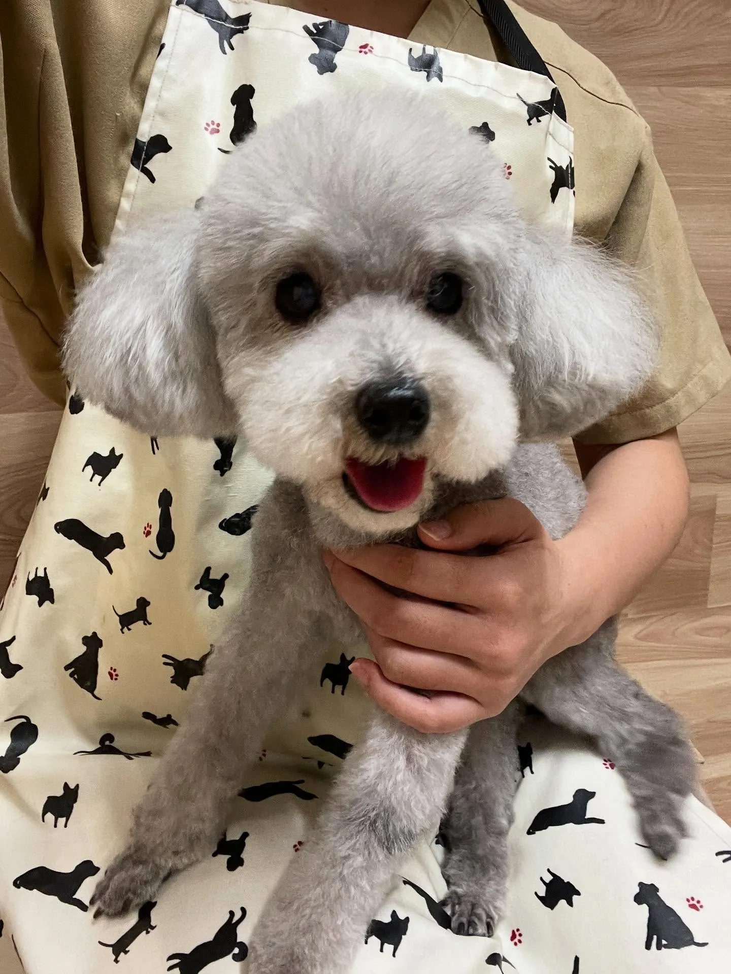 🍃今日のトリミング🍃プードル🐶｜名東区・千種区・守山区の動物...