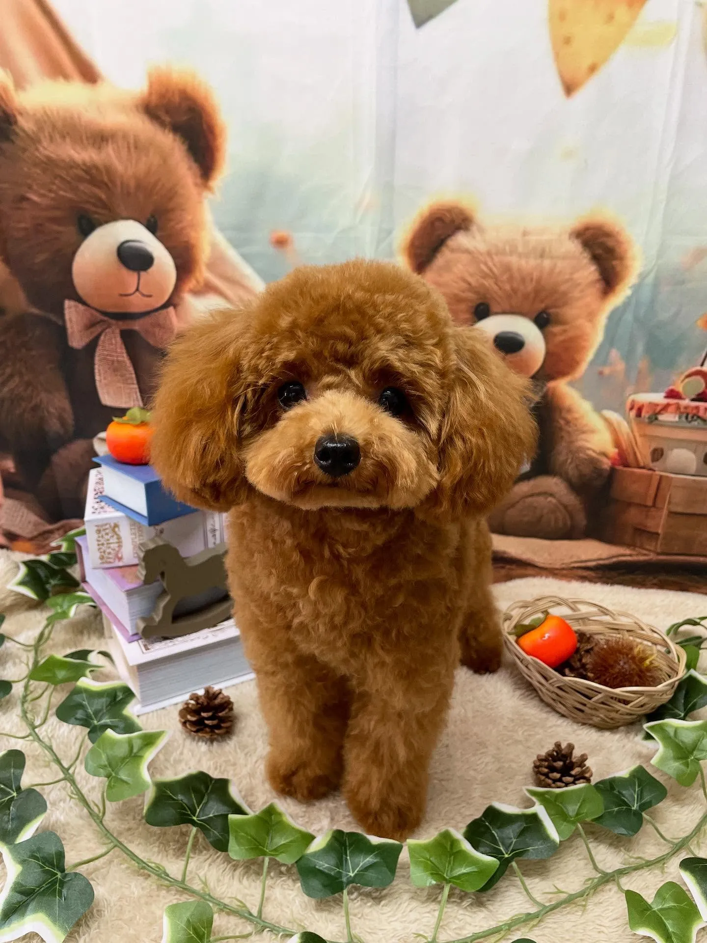 🍃今日のトリミング🍃プードル🐶チワワ🐶｜名東区・千種区・守山...