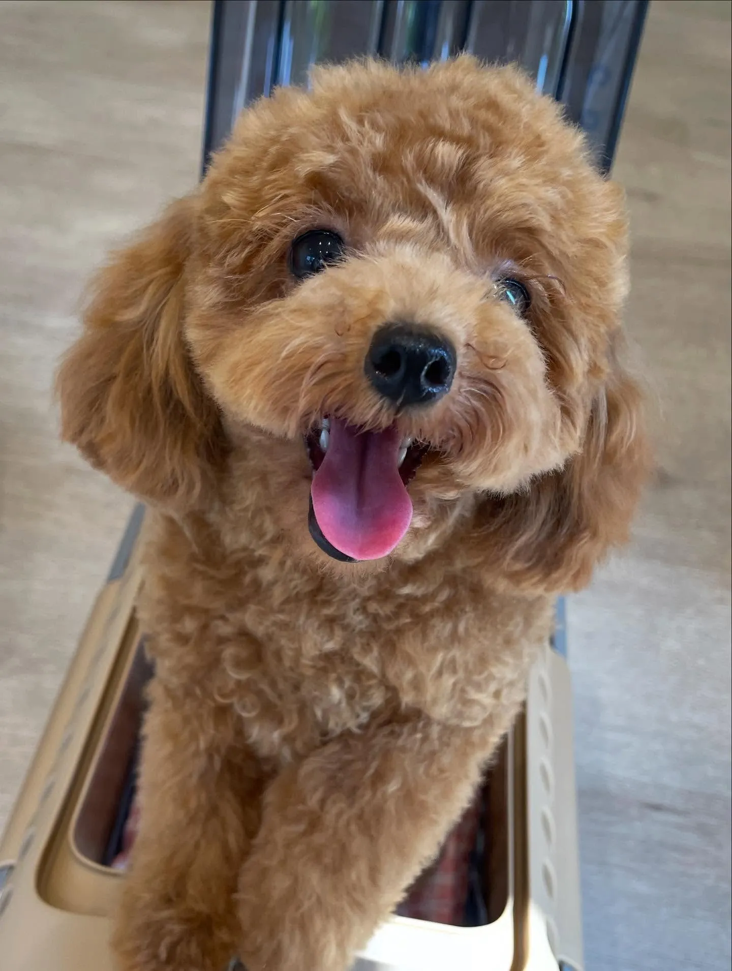 🍃今日のトリミング🍃プードル🐶チワワ🐶|名東区・千種区・守山...