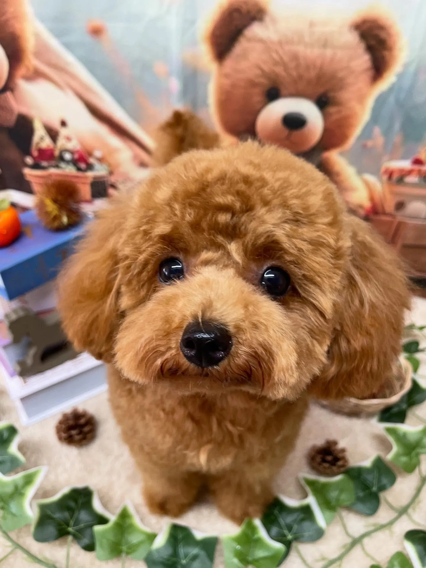 🍃今日のトリミング🍃プードル🐶チワワ🐶|名東区・千種区・守山...