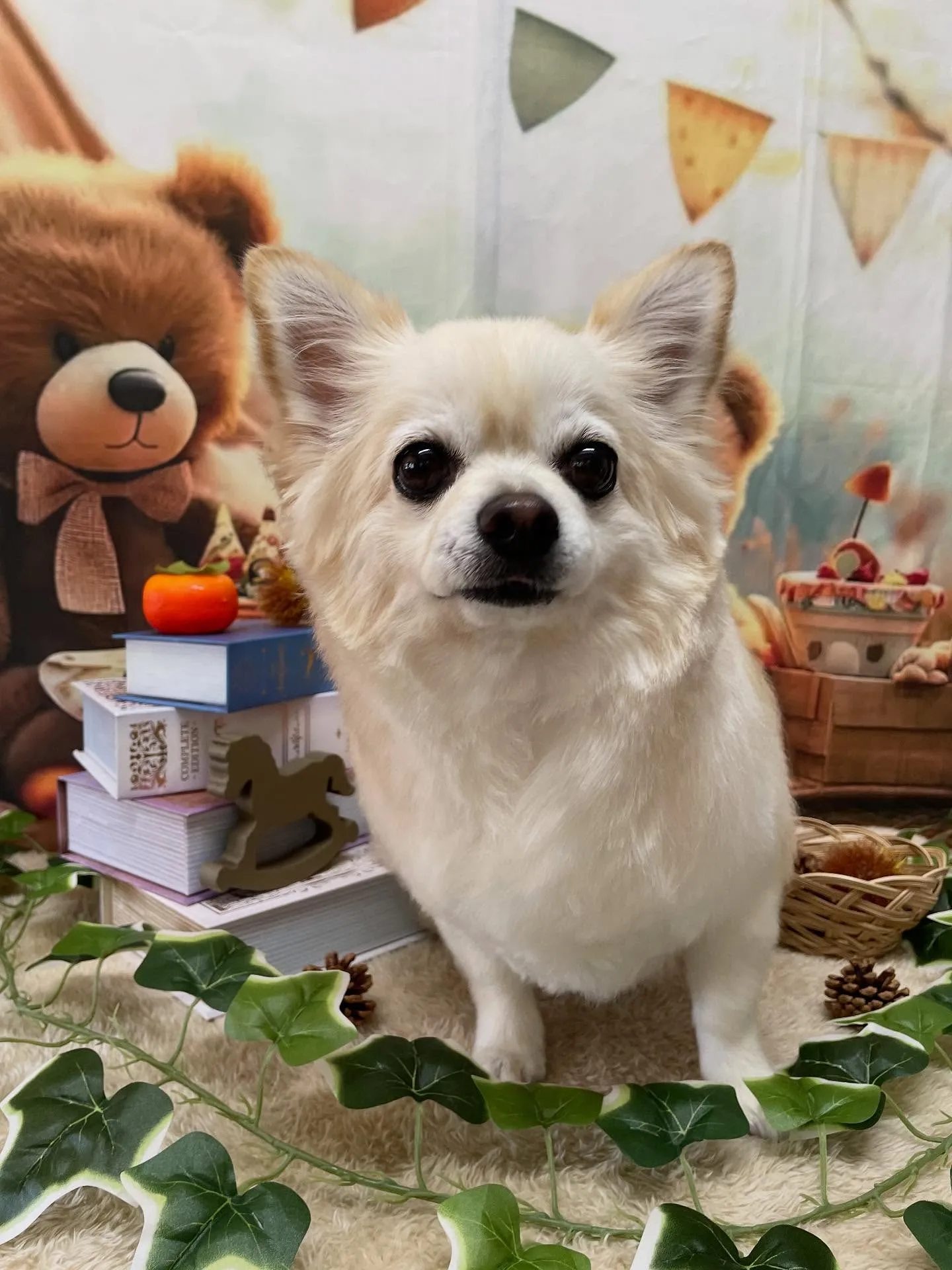 🍃今日のトリミング🍃プードル🐶チワワ🐶|名東区・千種区・守山...