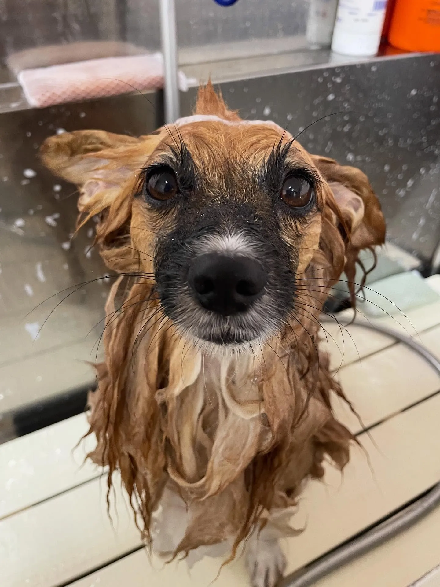 🍃今日のトリミング🍃ミックス犬🐶｜名東区・千種区・守山区の動...