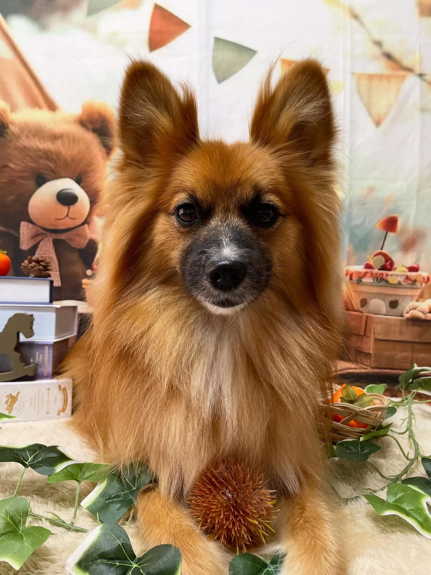 🍃今日のトリミング🍃ミックス犬🐶｜名東区・千種区・守山区の動...