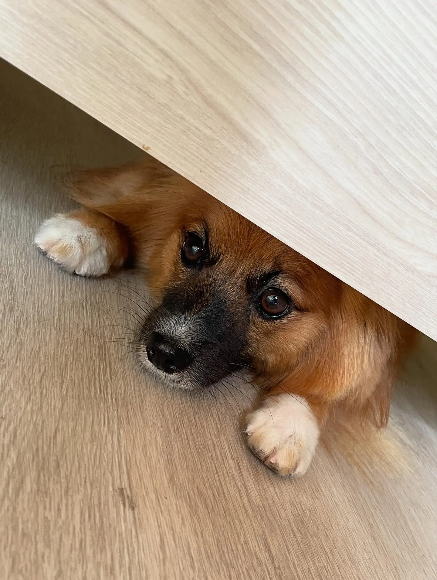 🍃今日のトリミング🍃ミックス犬🐶｜名東区・千種区・守山区の動...