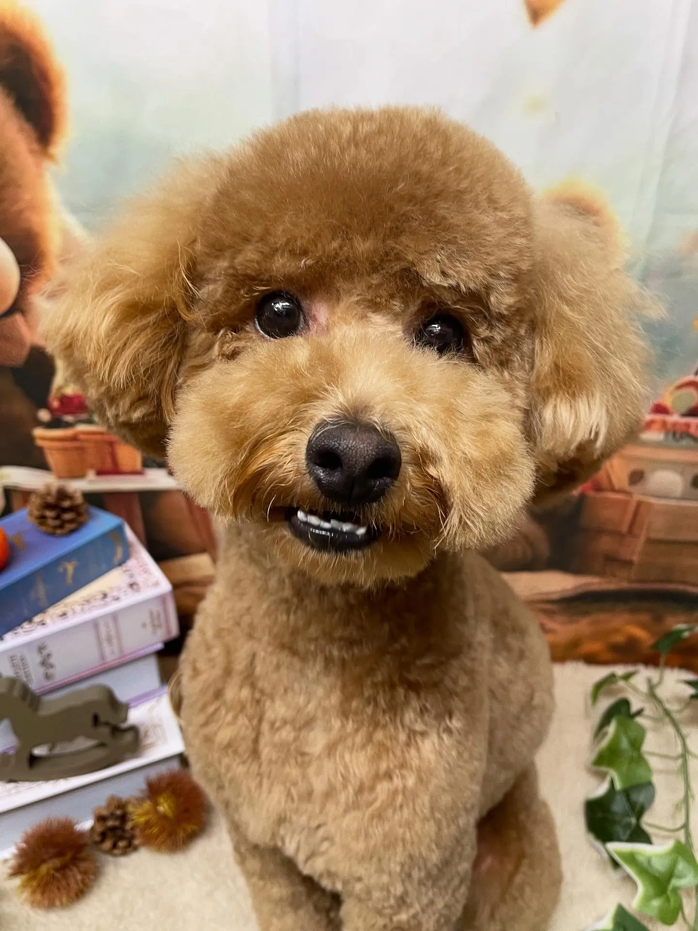 🍃今日のトリミング🍃プードル🐶｜名東区・千種区・守山区の動物...