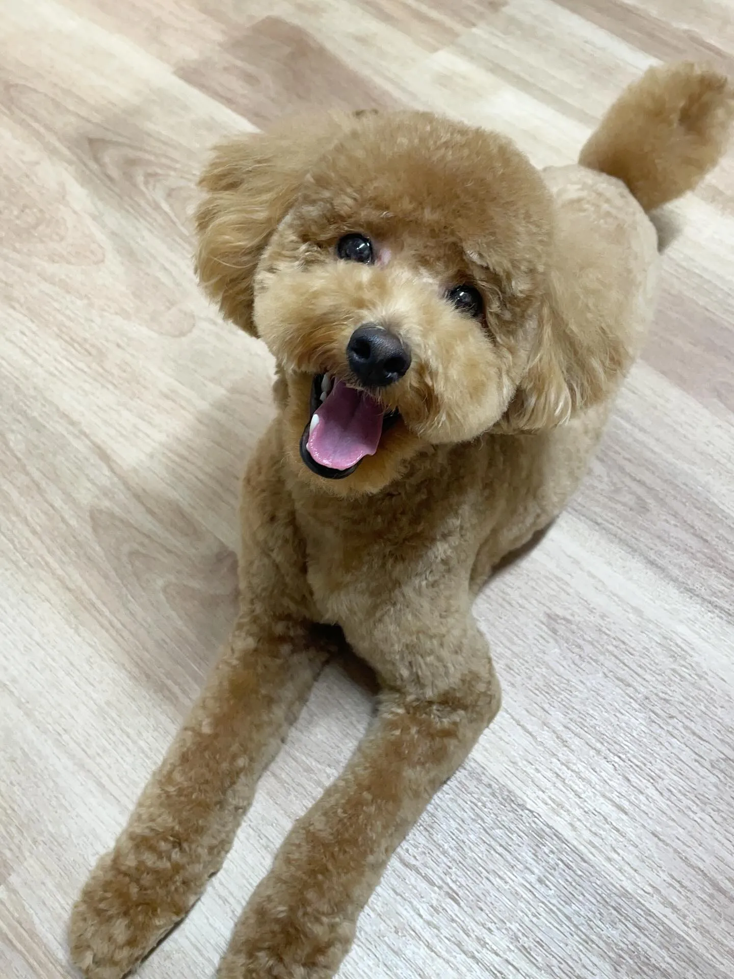 🍃今日のトリミング🍃プードル🐶｜名東区・千種区・守山区の動物...