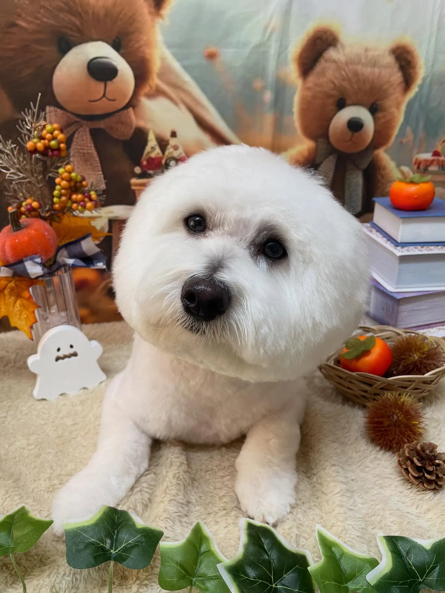 🍃今日のトリミング🍃ミックス犬🐶｜名東区・千種区・守山区の動...