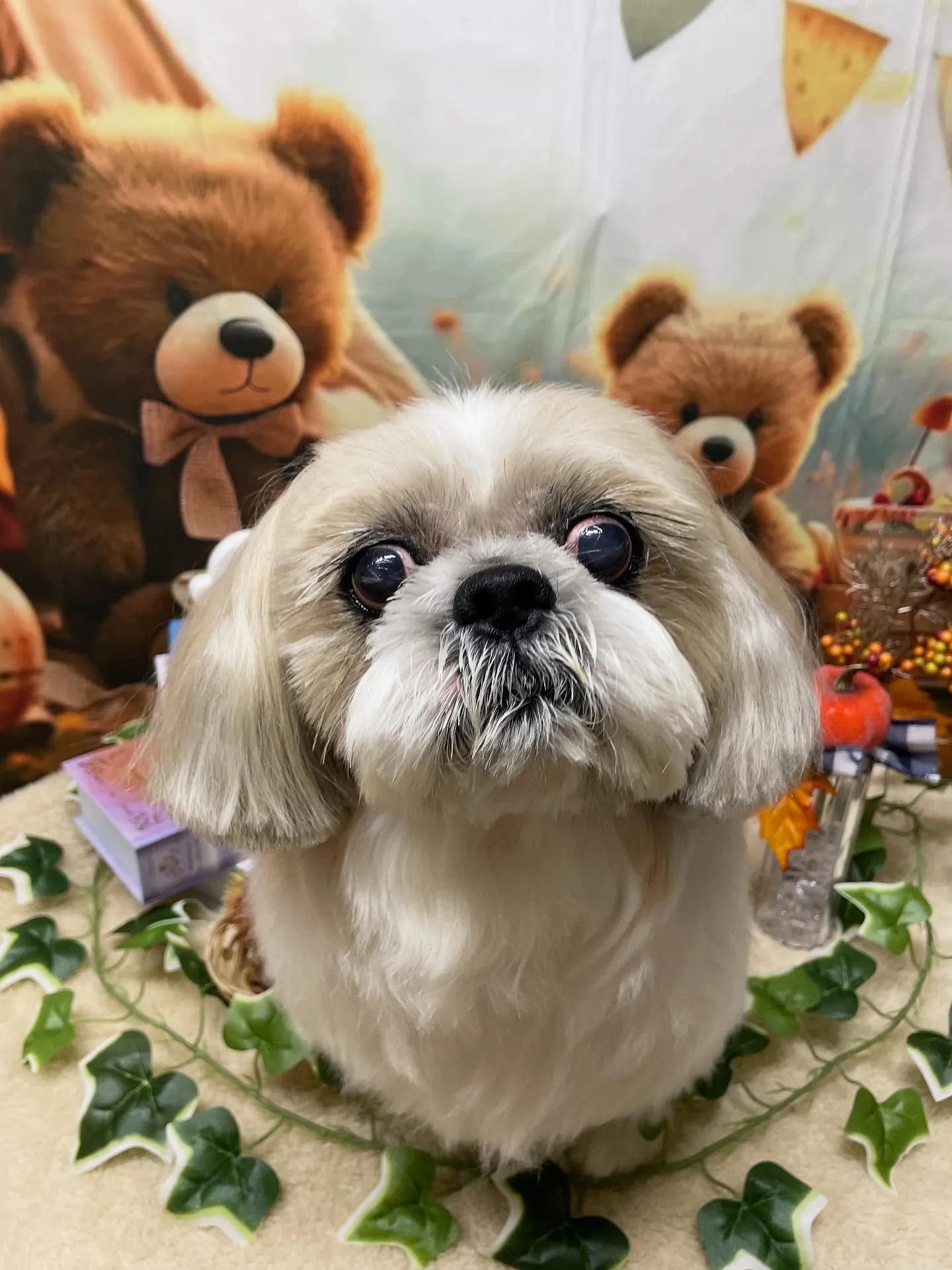 🍃今日のトリミング🍃シーズー🐶｜名東区・千種区・守山区の動物...