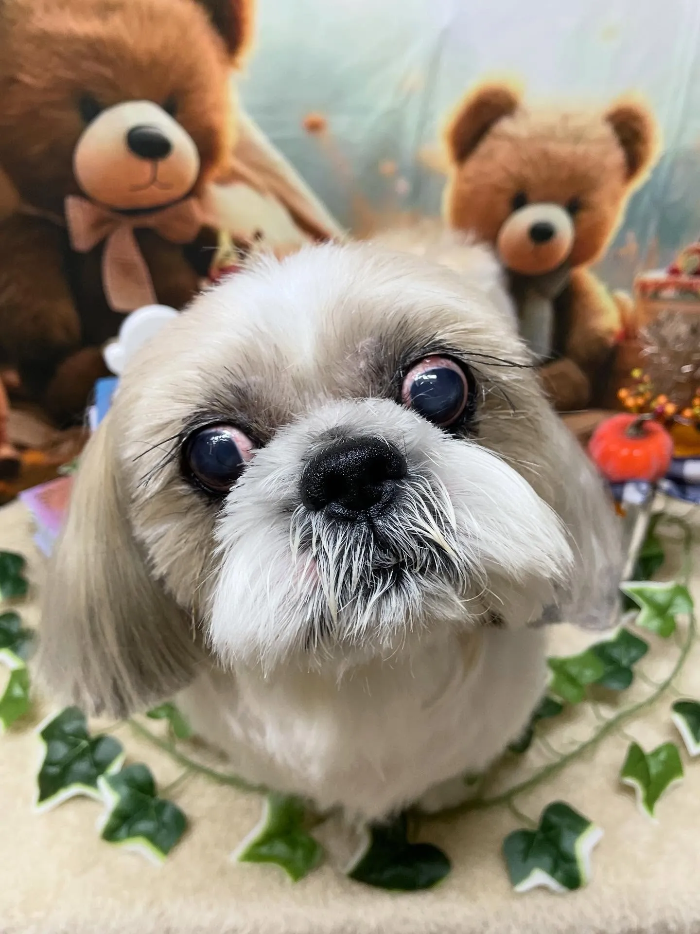 🍃今日のトリミング🍃シーズー🐶｜名東区・千種区・守山区の動物...