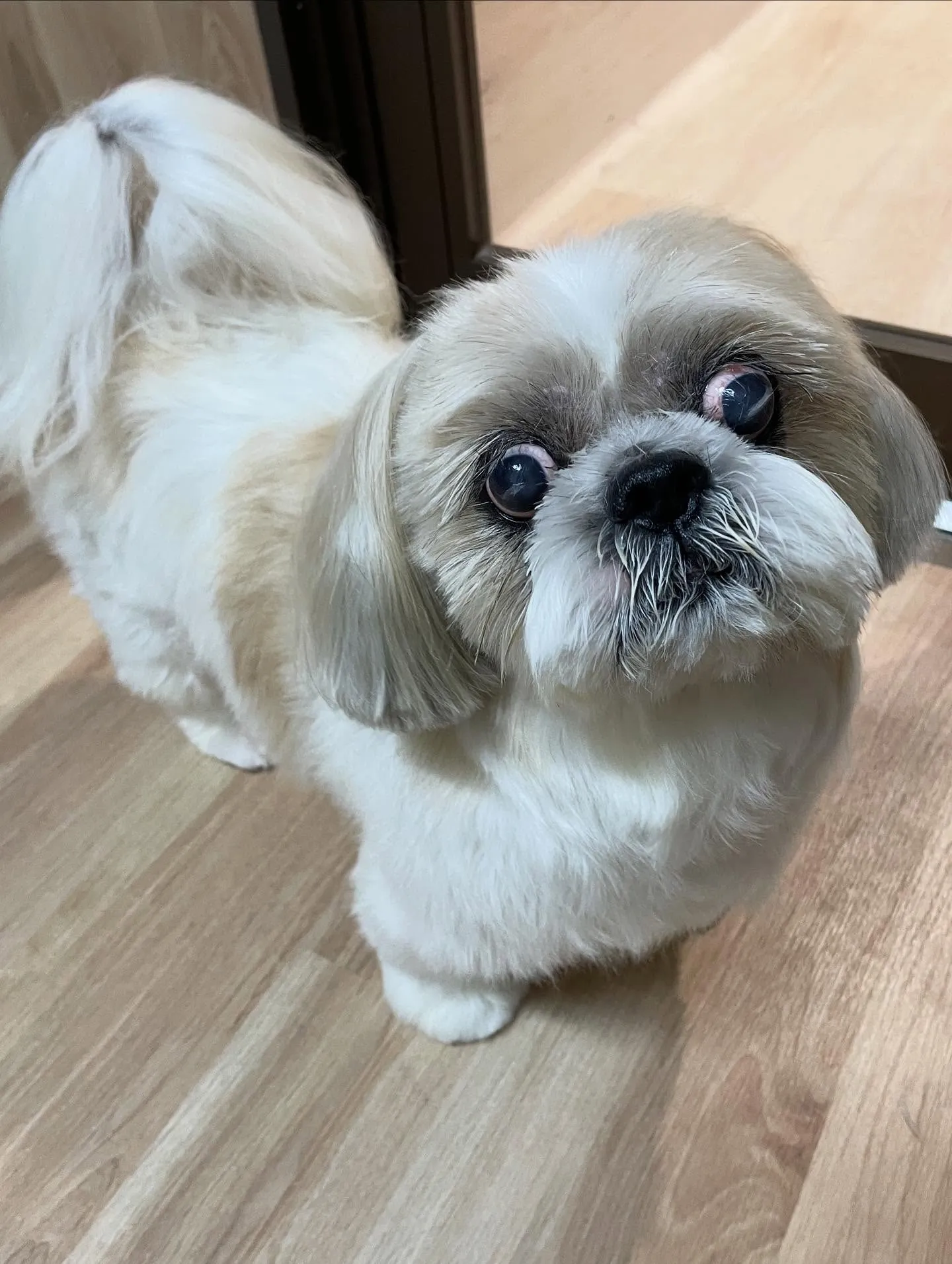 🍃今日のトリミング🍃シーズー🐶｜名東区・千種区・守山区の動物...