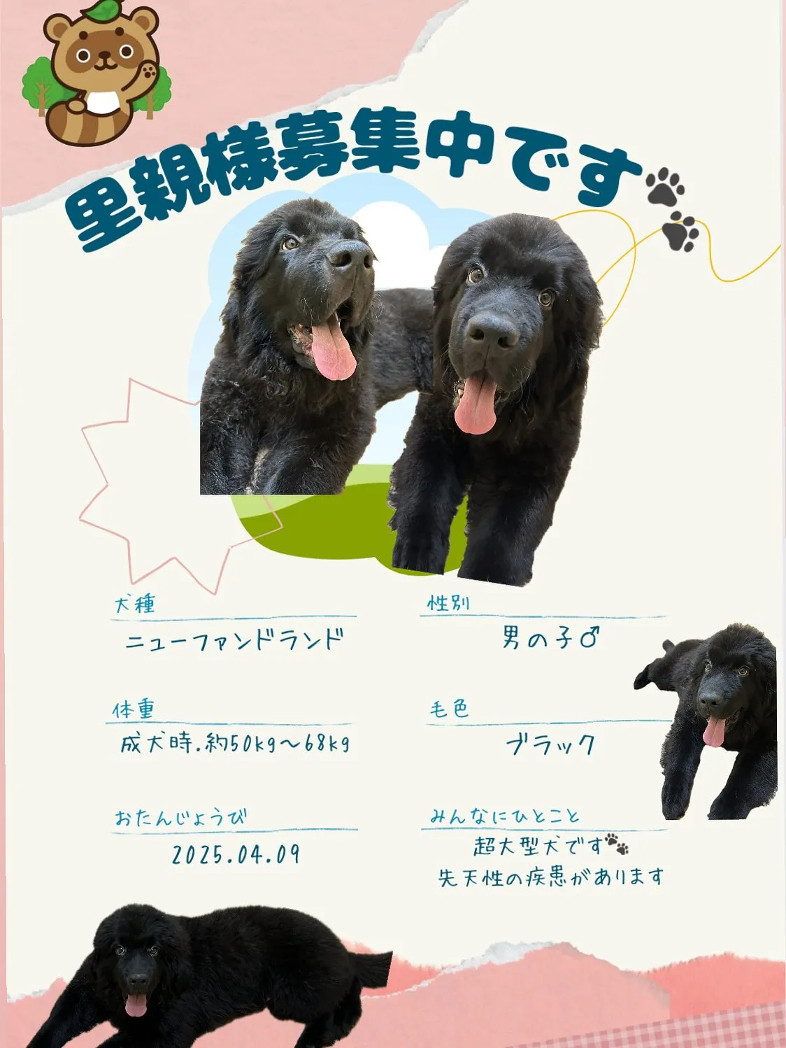 🍃里親様募集中🍃