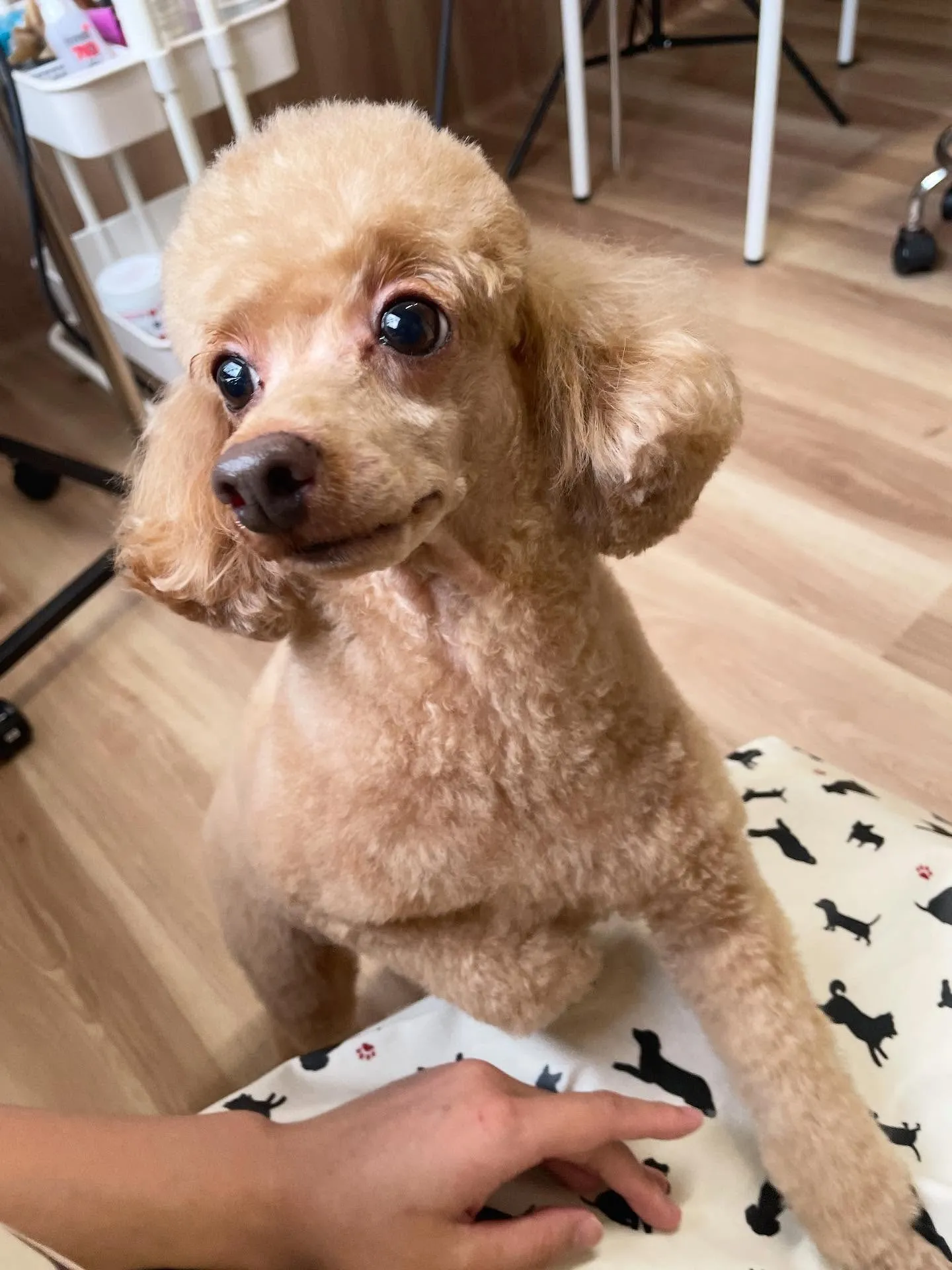 🍃今日のトリミング🍃プードル🐶｜名東区・千種区・守山区の動物...