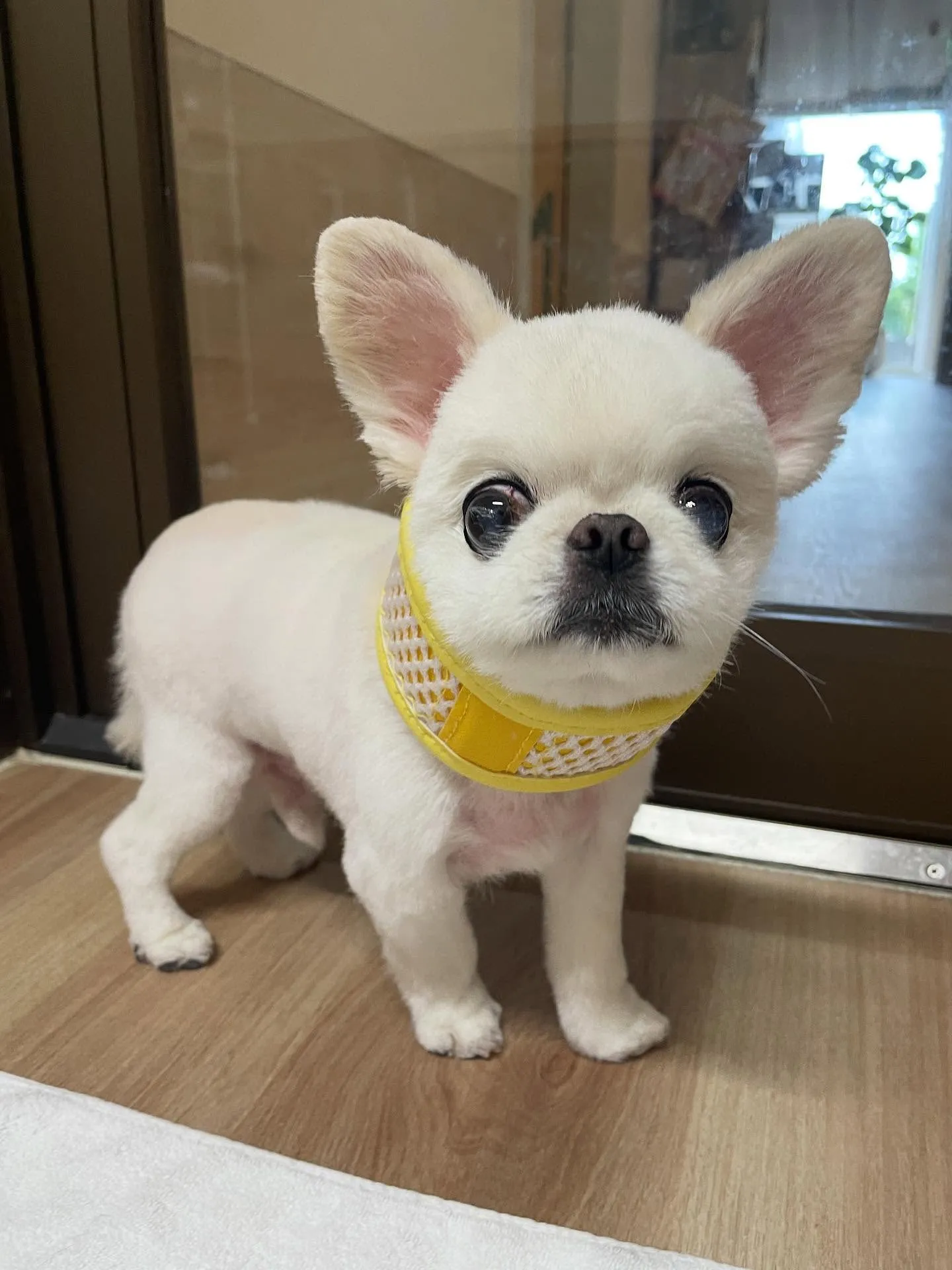 🍃今日のトリミング🍃ミックス犬🐶｜名東区・千種区・守山区の動...